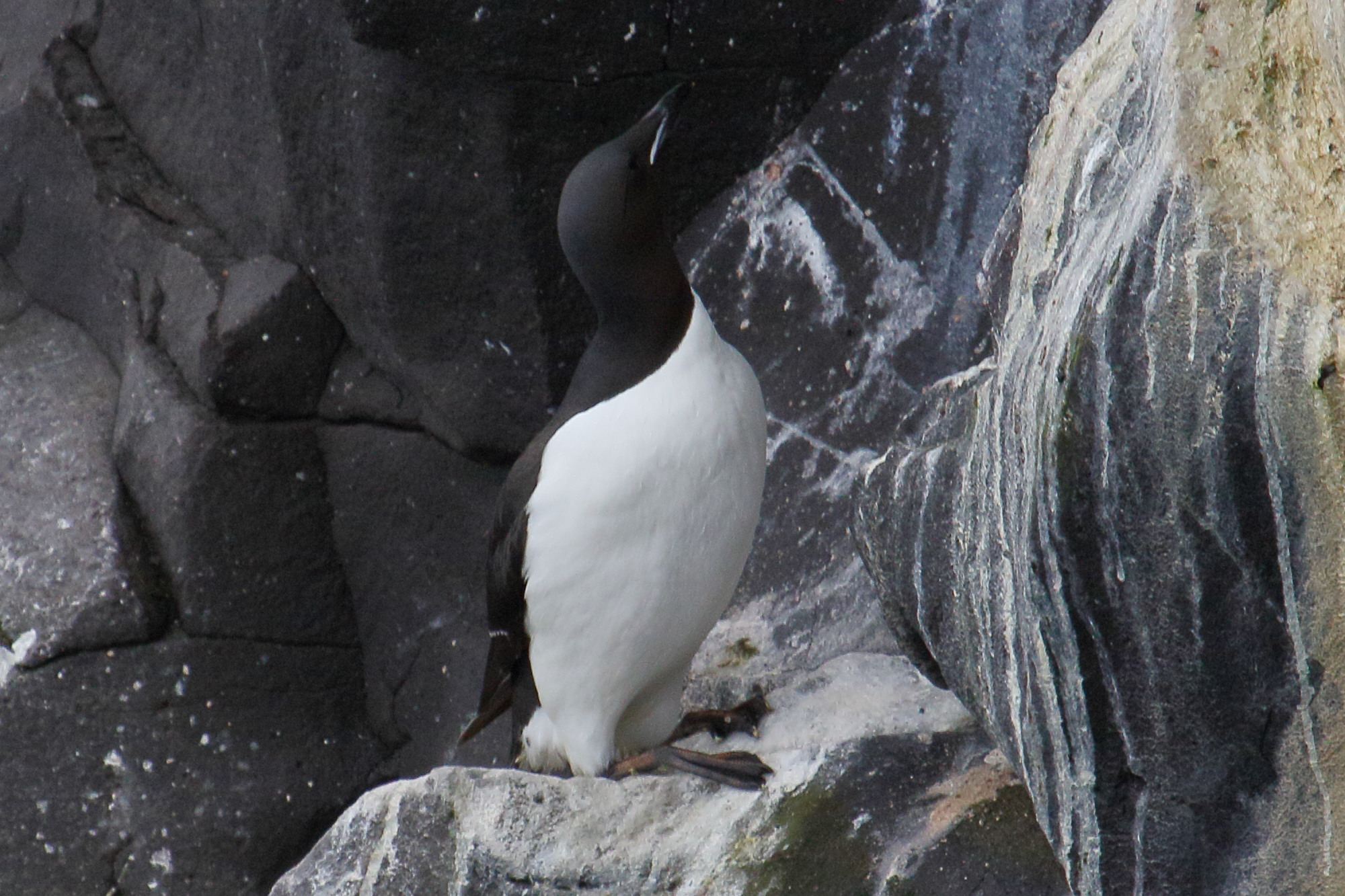 guillemot_de_brunnich_-_uria_lomvia1md