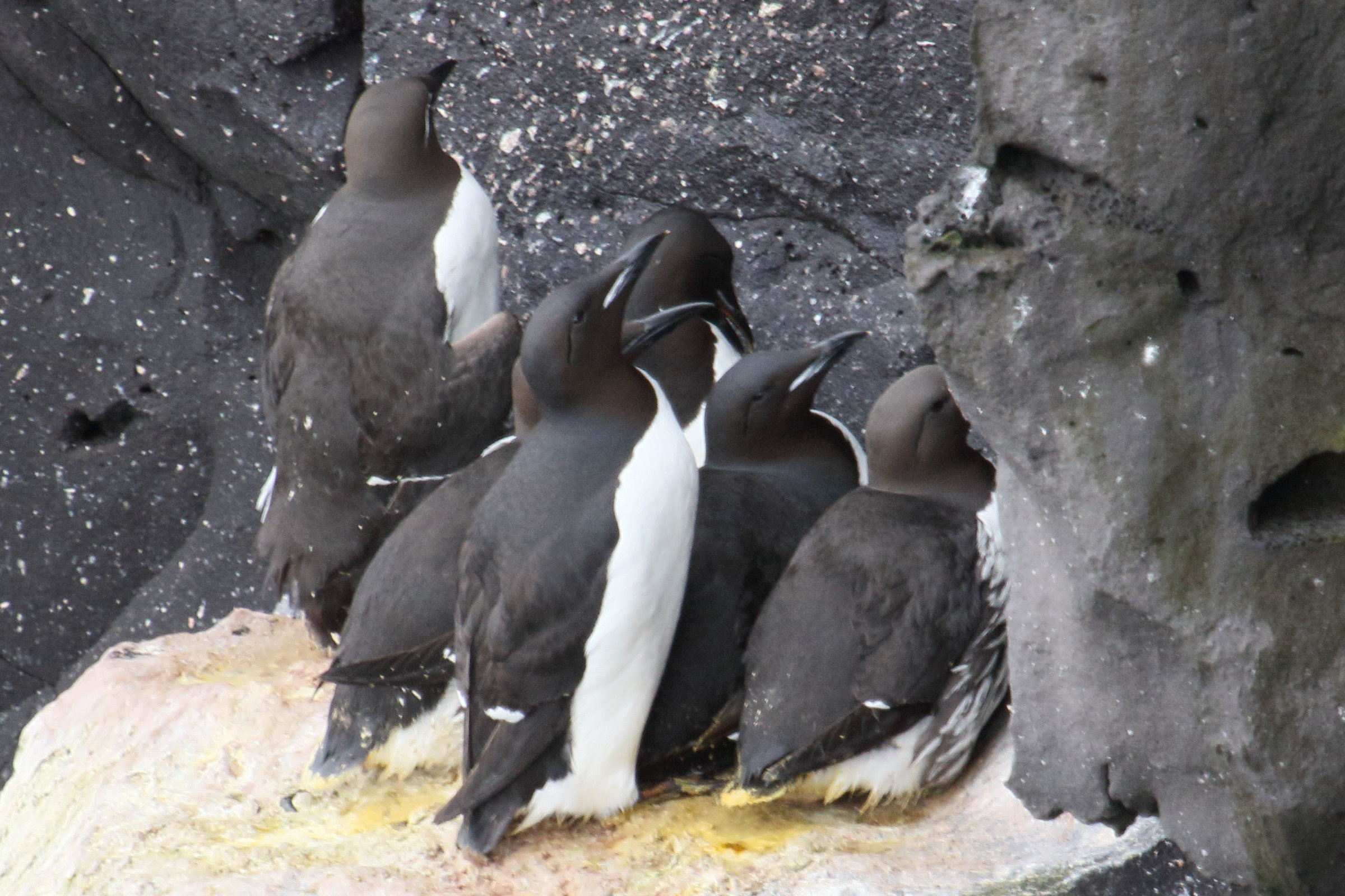guillemot_de_brunnich_-_uria_lomvia2md