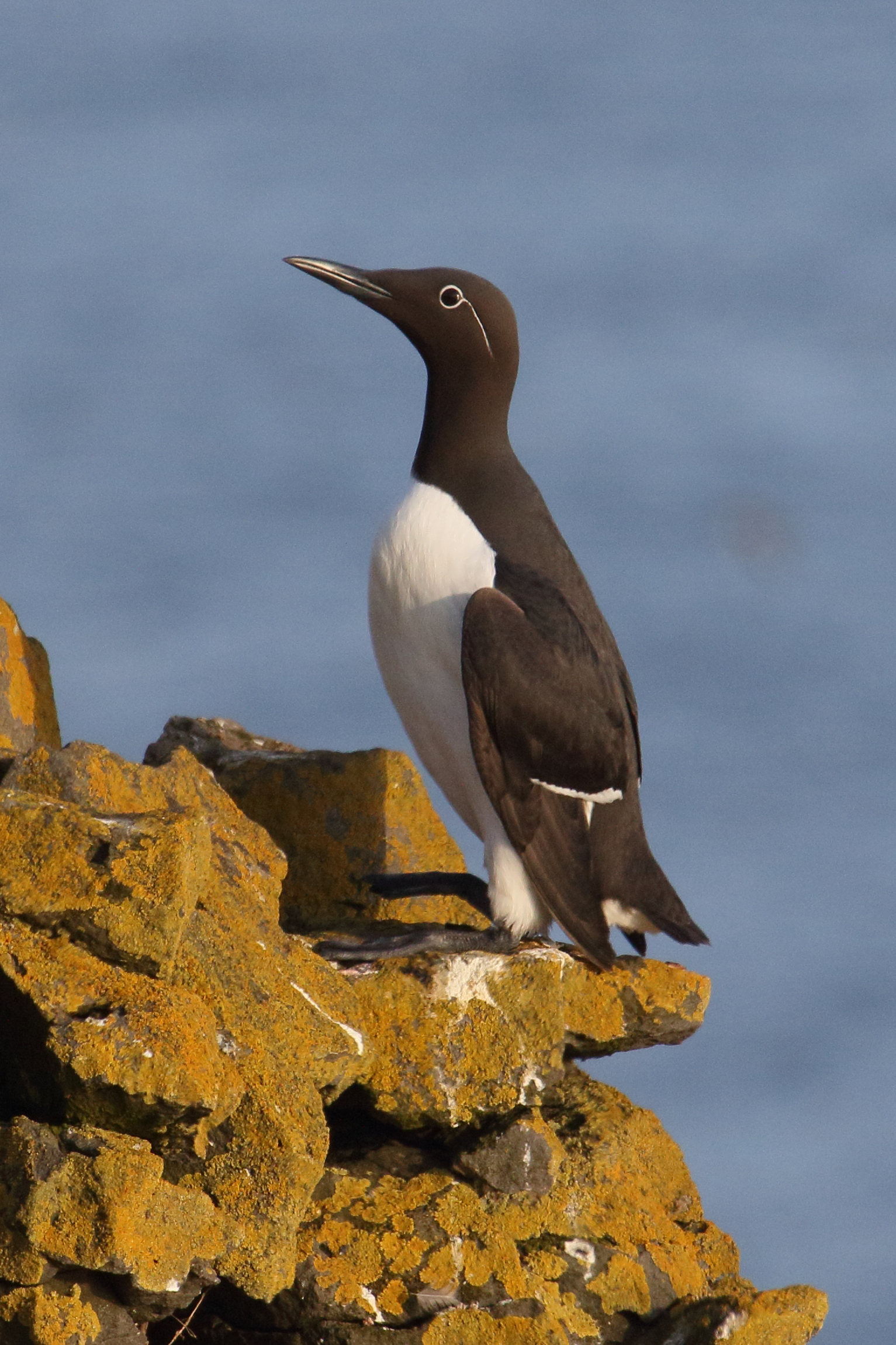 guillemot_de_troil_-_uria_aalge10md