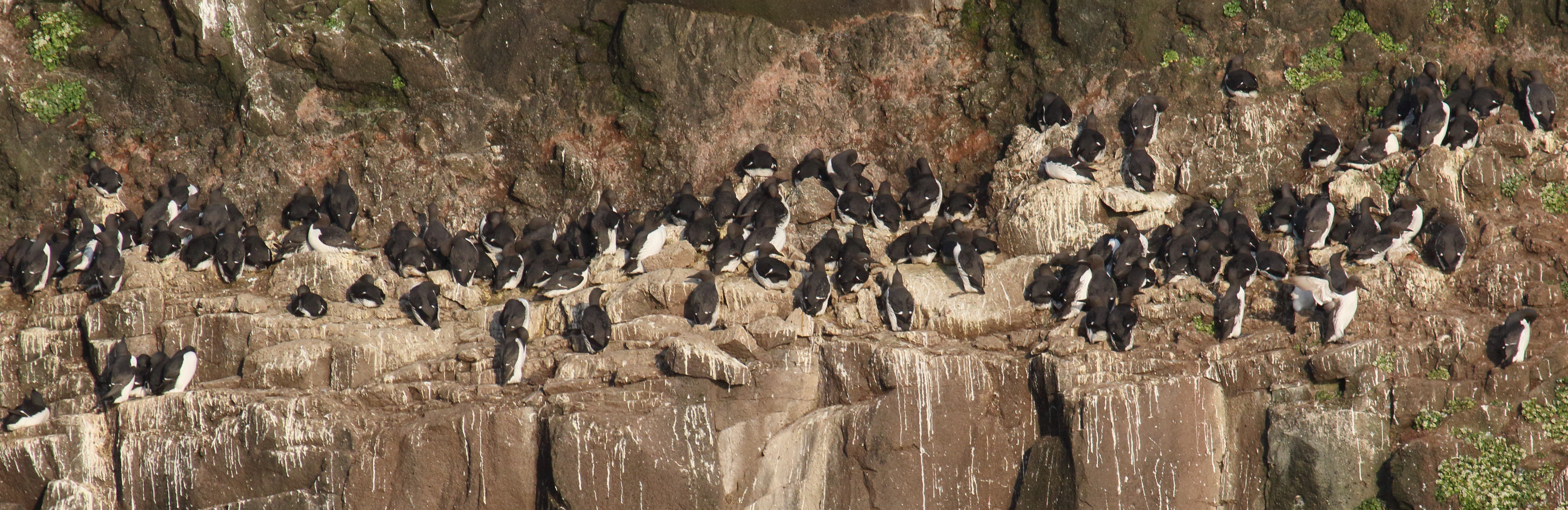 guillemot_de_troil_-_uria_aalge11md