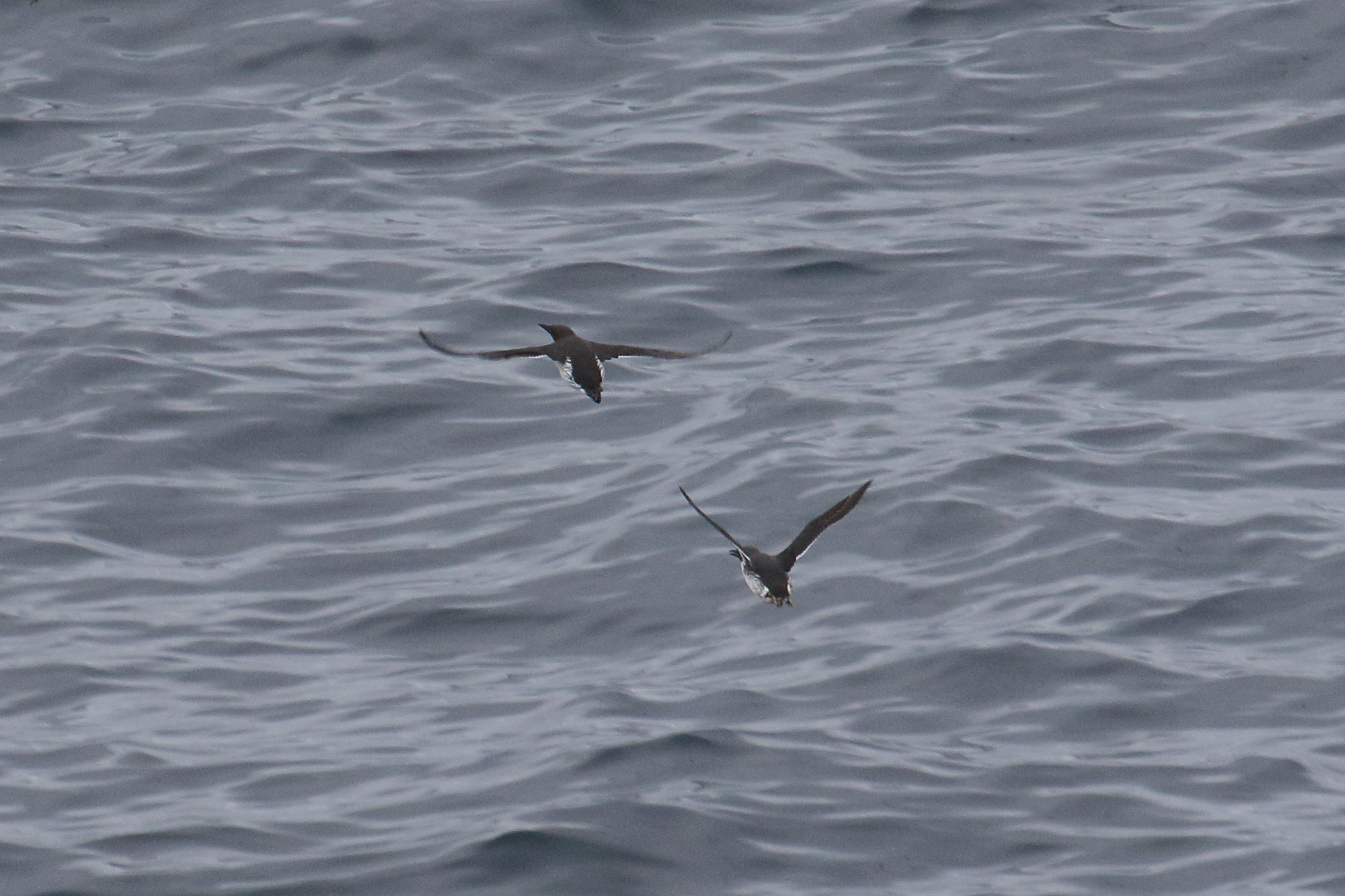 guillemot_de_troil_-_uria_aalge12mdjpg