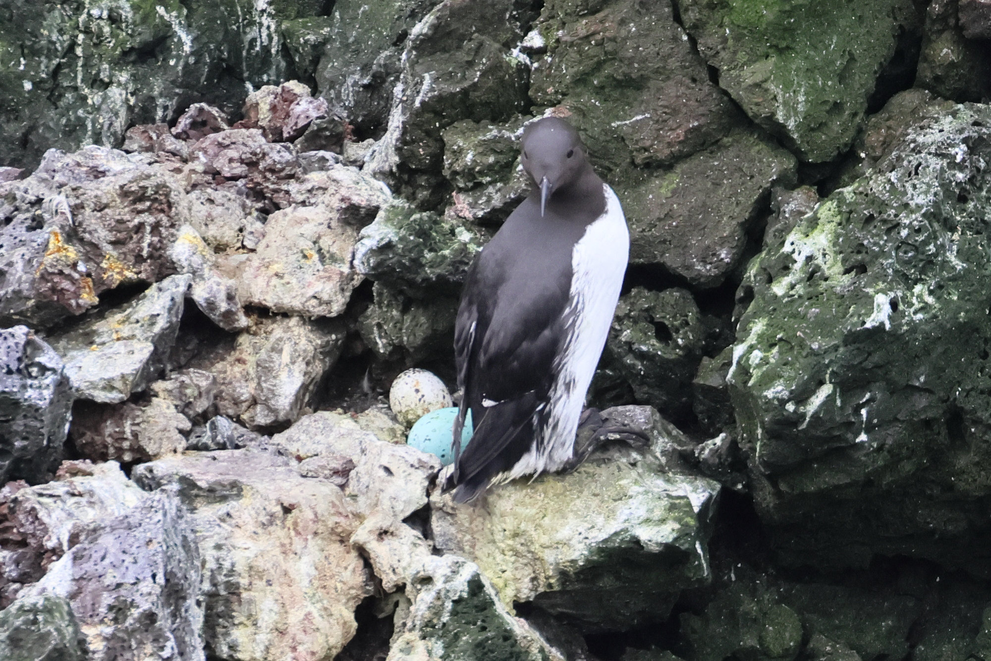 guillemot_de_troil_-_uria_aalge13bd