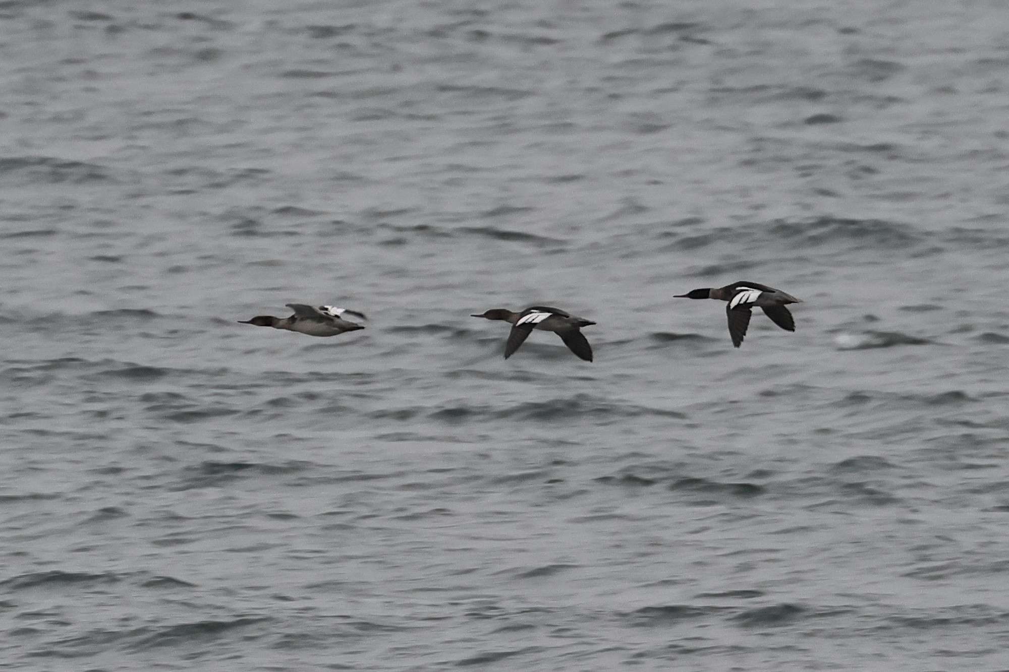 harle_huppe_-_mergus_serrator5bdjpg