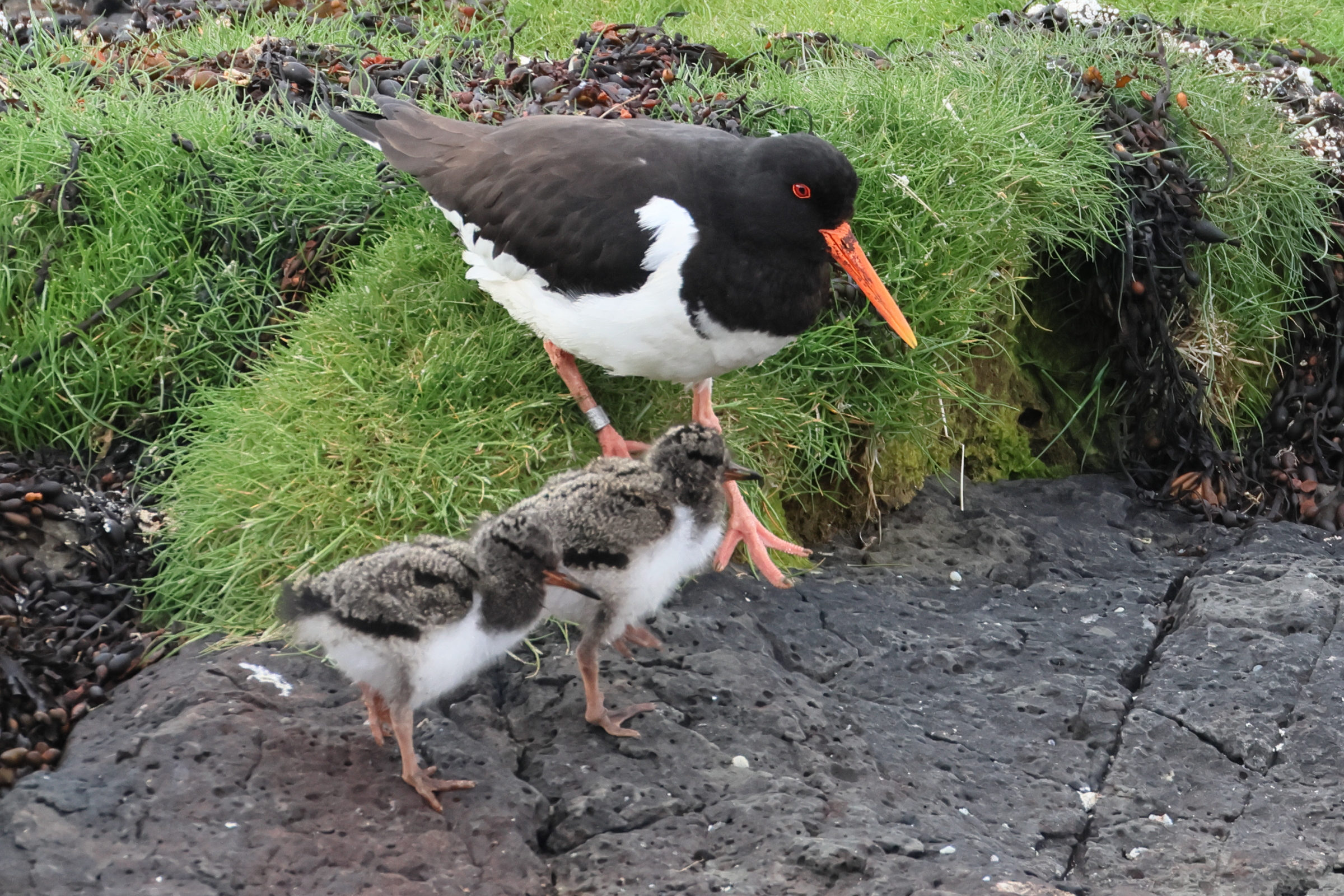 huitrier-pie_-_haematopus_ostralegus7bd