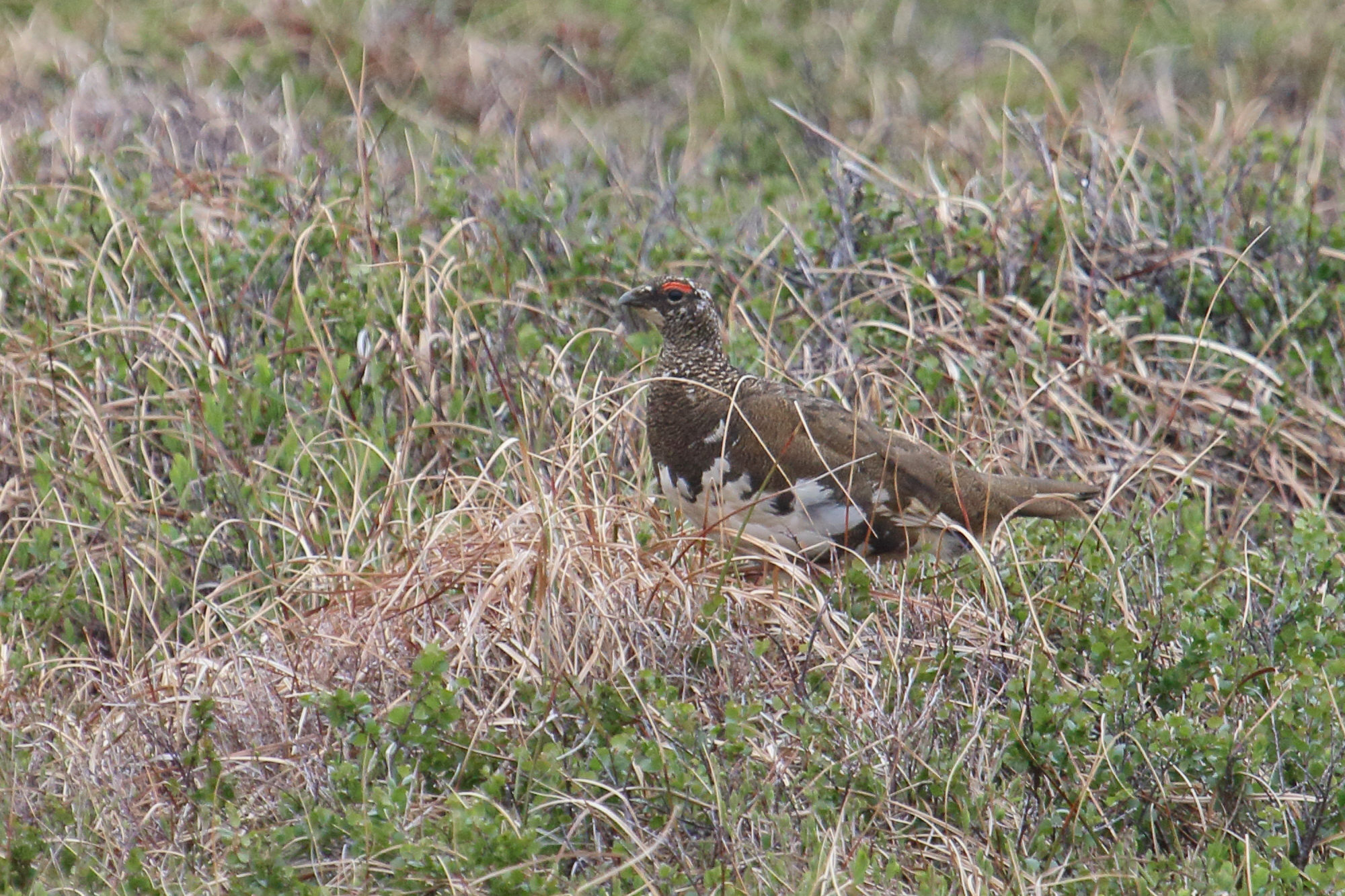 lagopede_alpin_-_lagopus_muta4md