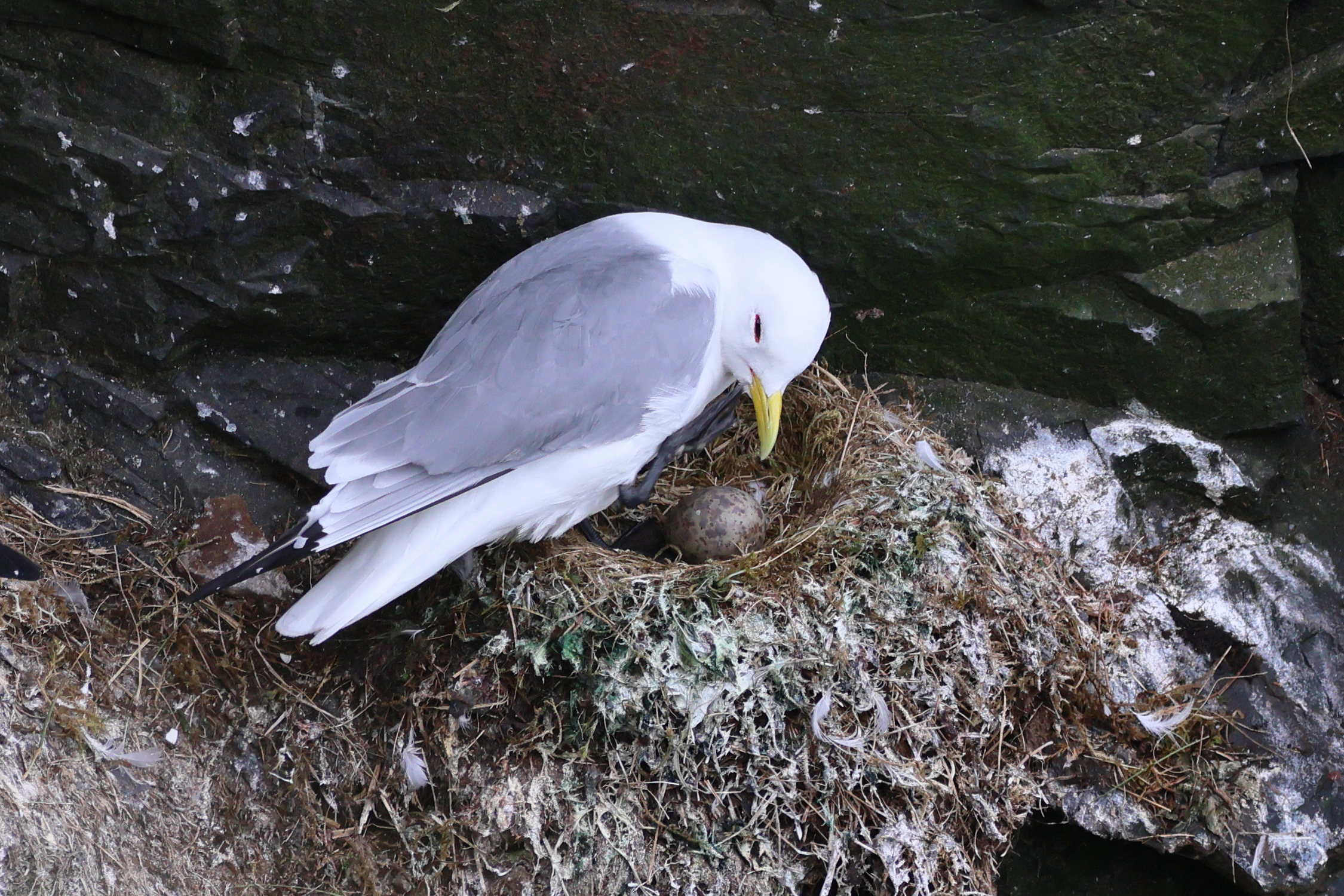 mouette_tridactyle_-_rissa_tridactyla15bd