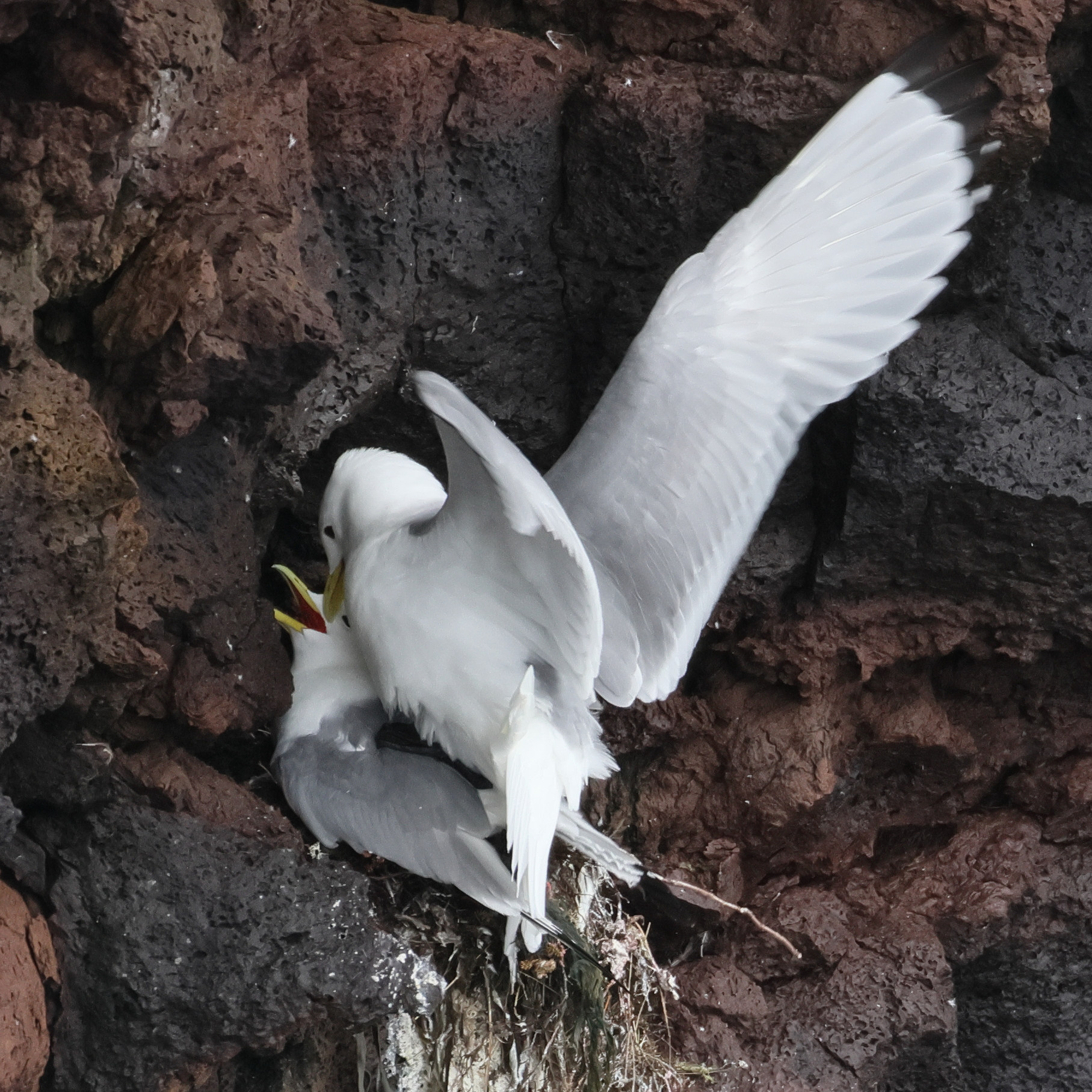 mouette_tridactyle_-_rissa_tridactyla16bd