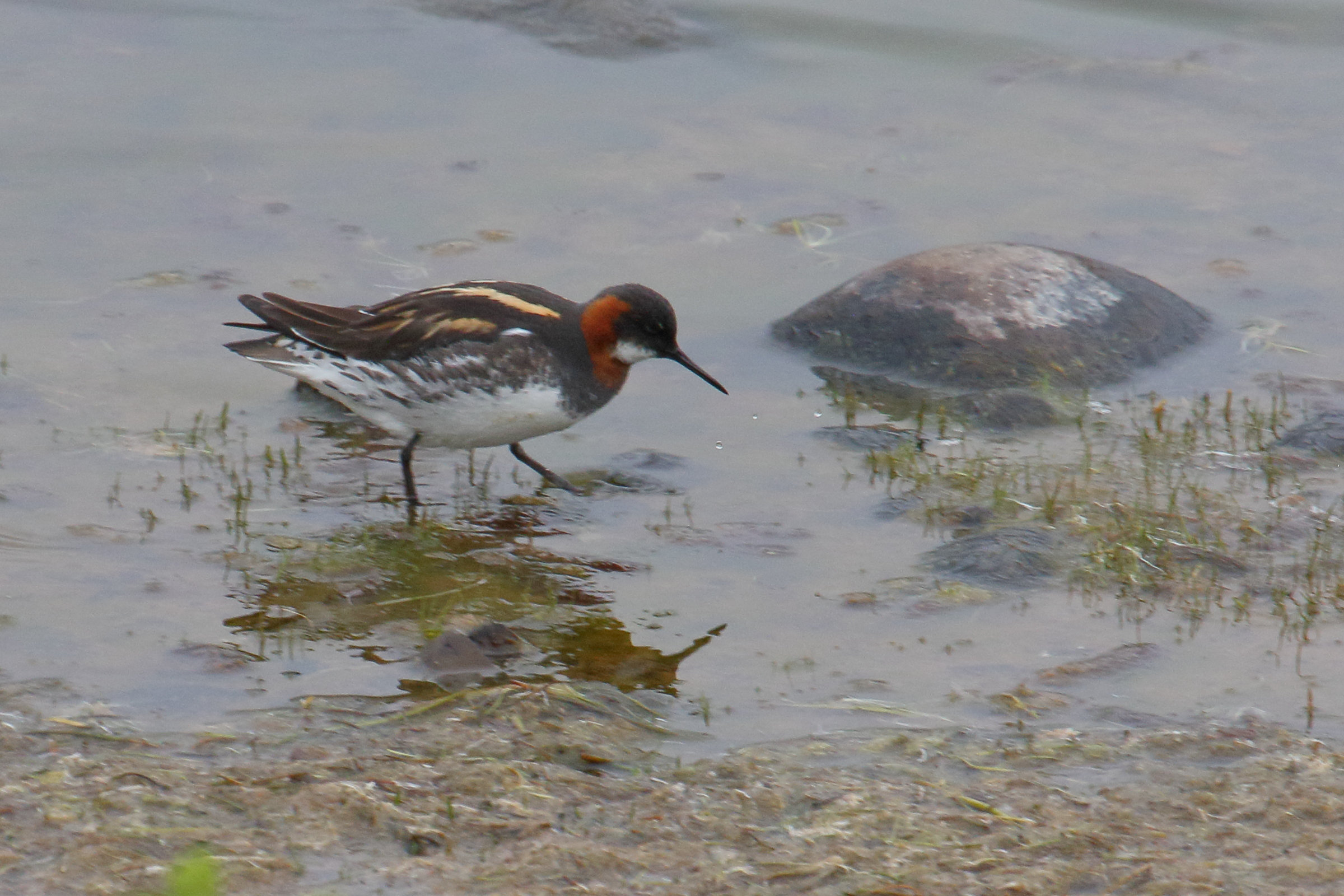 Afficher le média phalarope_a_bec_etroit_-_phalaropus_lobatus1md phalarope_a_bec_etroit_-_phalaropus_lobatus1md