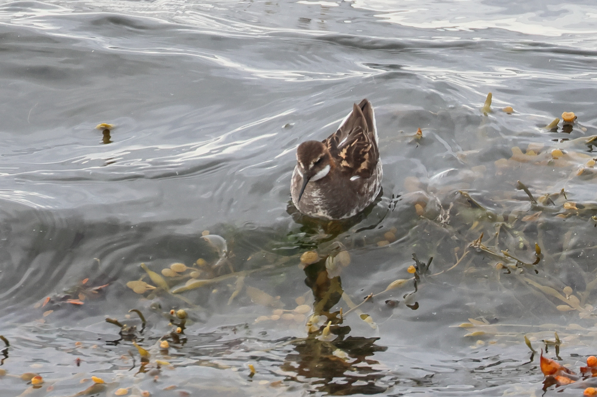 Afficher le média phalarope_a_bec_etroit_-_phalaropus_lobatus2bd phalarope_a_bec_etroit_-_phalaropus_lobatus2bd