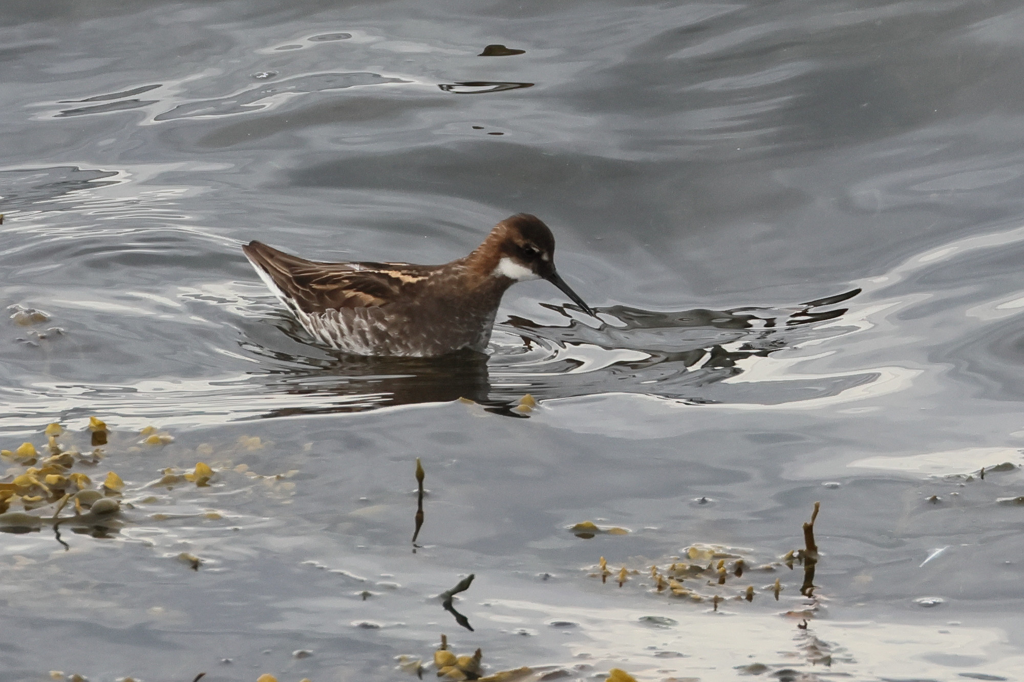 Afficher le média phalarope_a_bec_etroit_-_phalaropus_lobatus3bd phalarope_a_bec_etroit_-_phalaropus_lobatus3bd