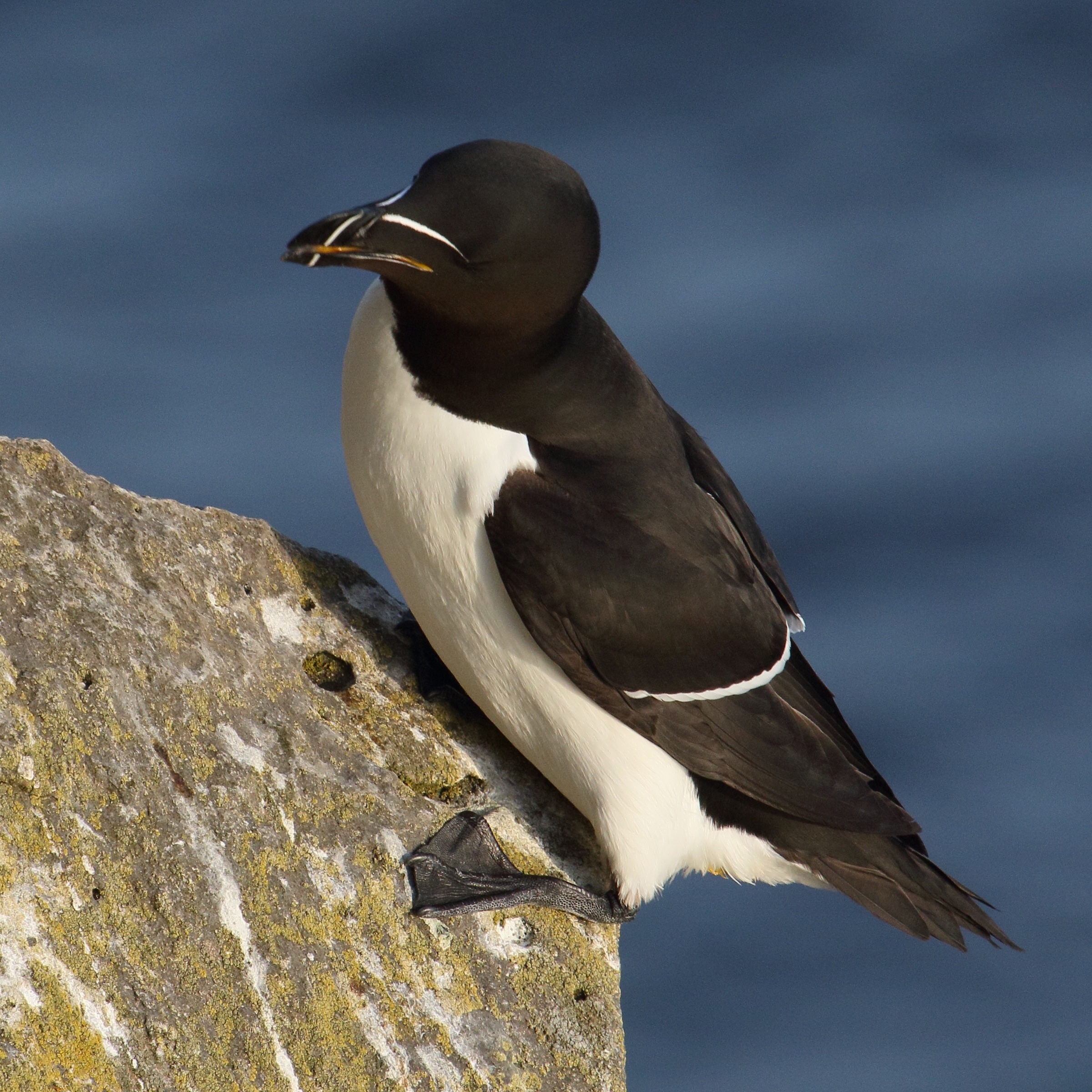 pingouin_torda_-_alca_torda1md