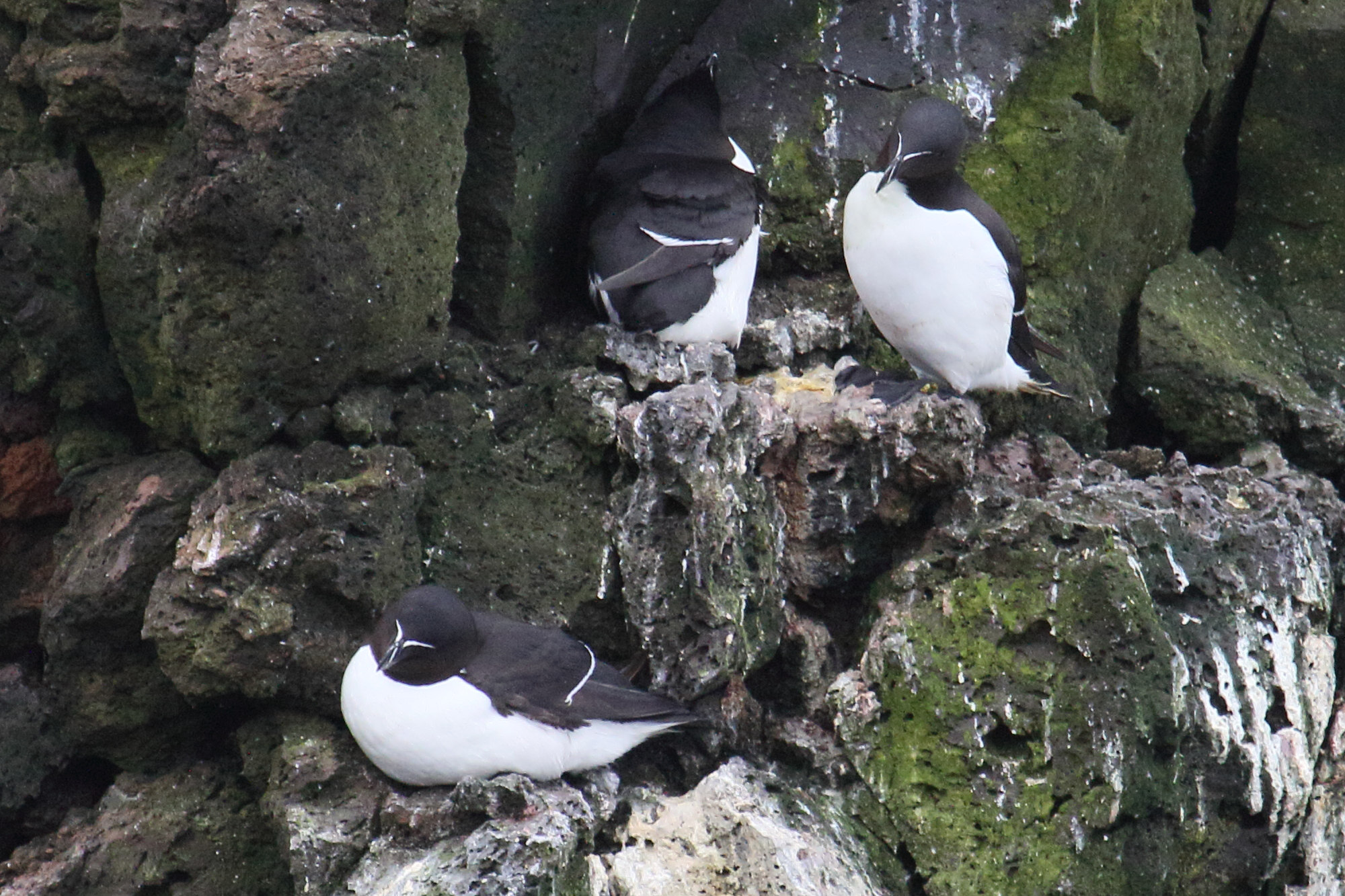 pingouin_torda_-_alca_torda7md