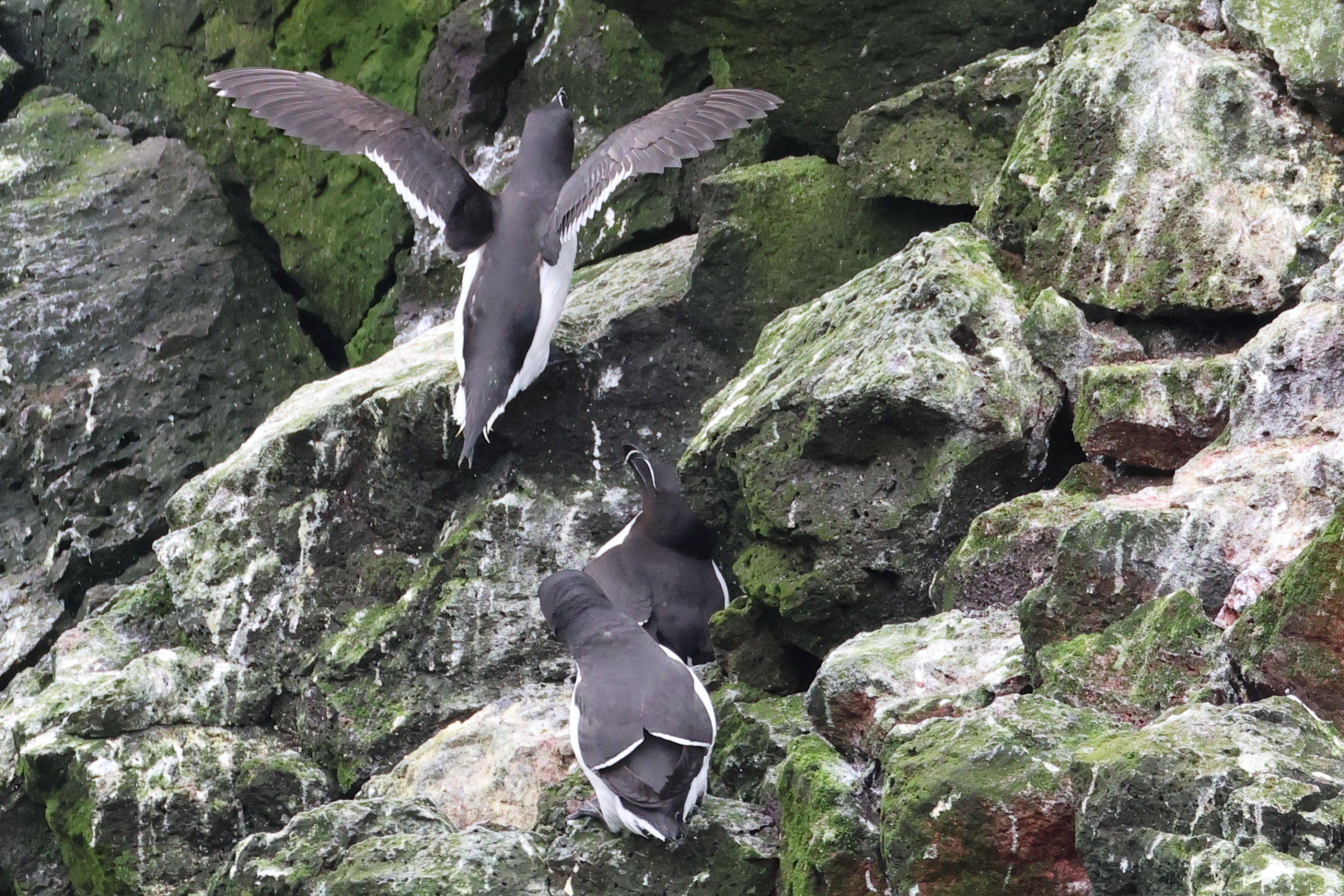 pingouin_torda_-_alca_torda8bd