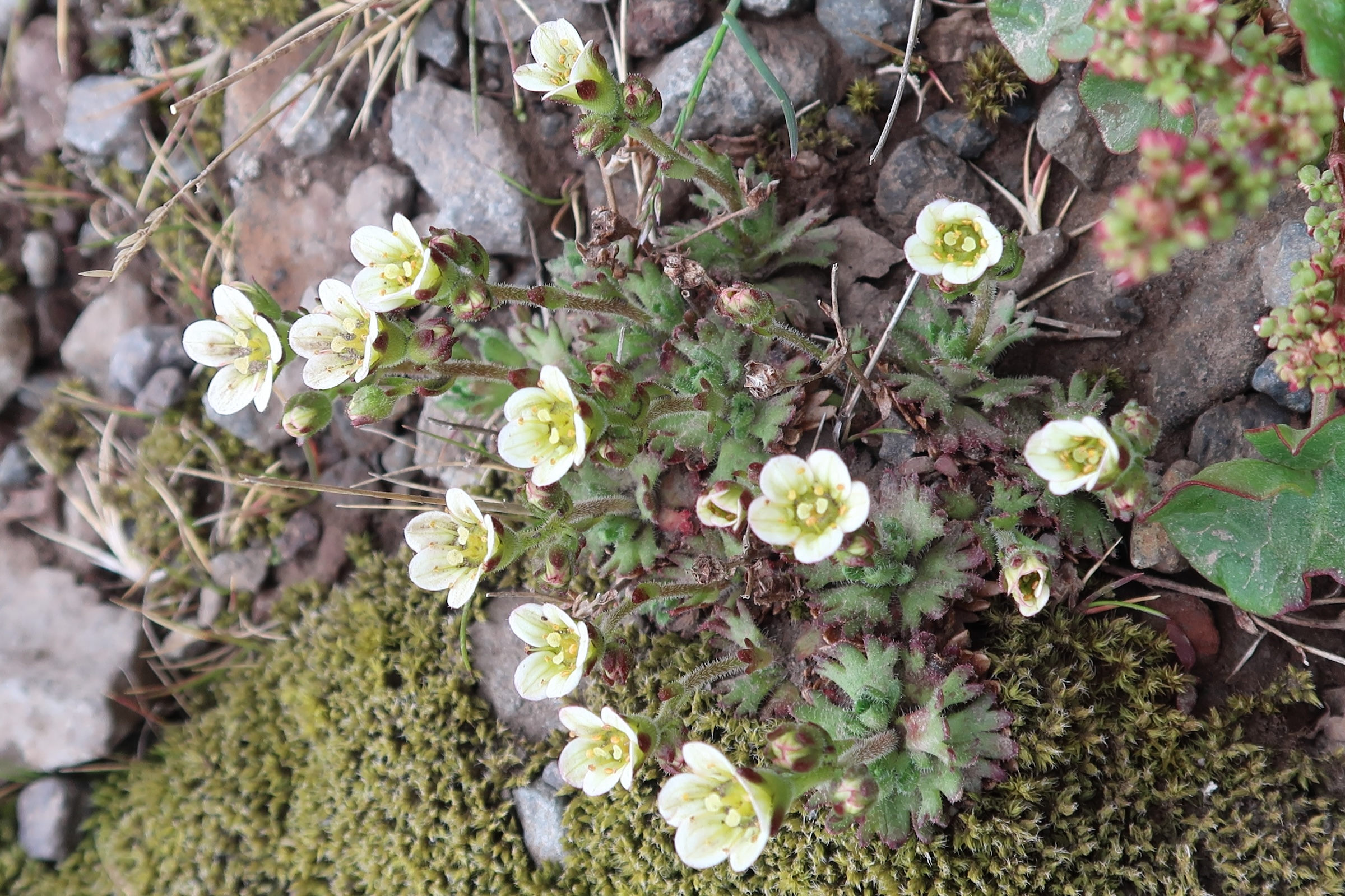 saxifraga_rosacea3md