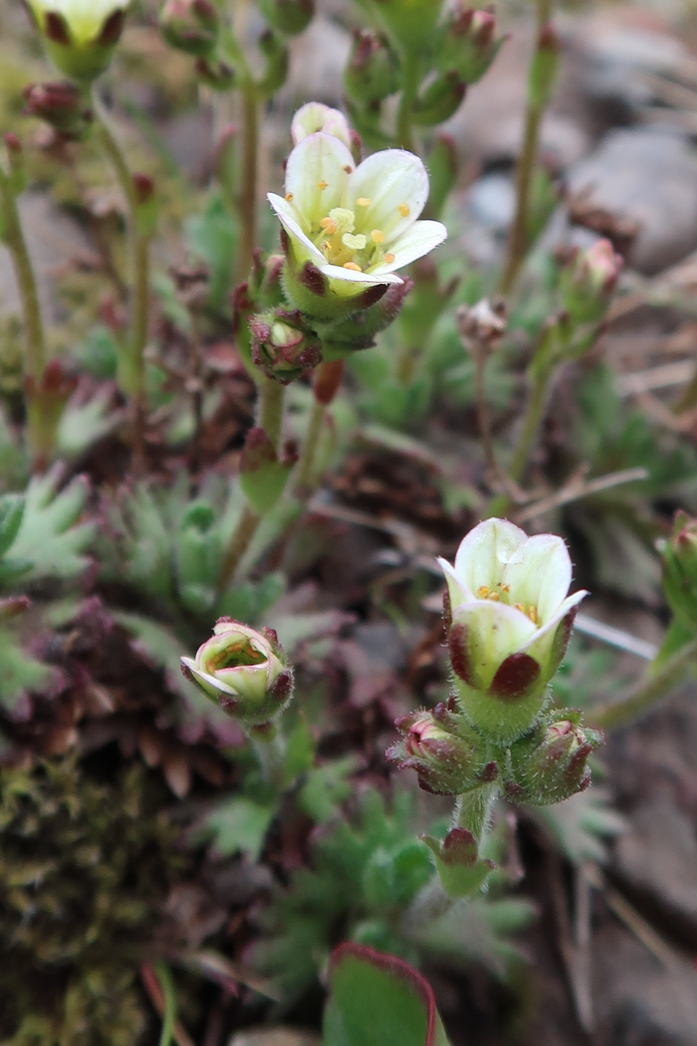 saxifraga_rosacea4md