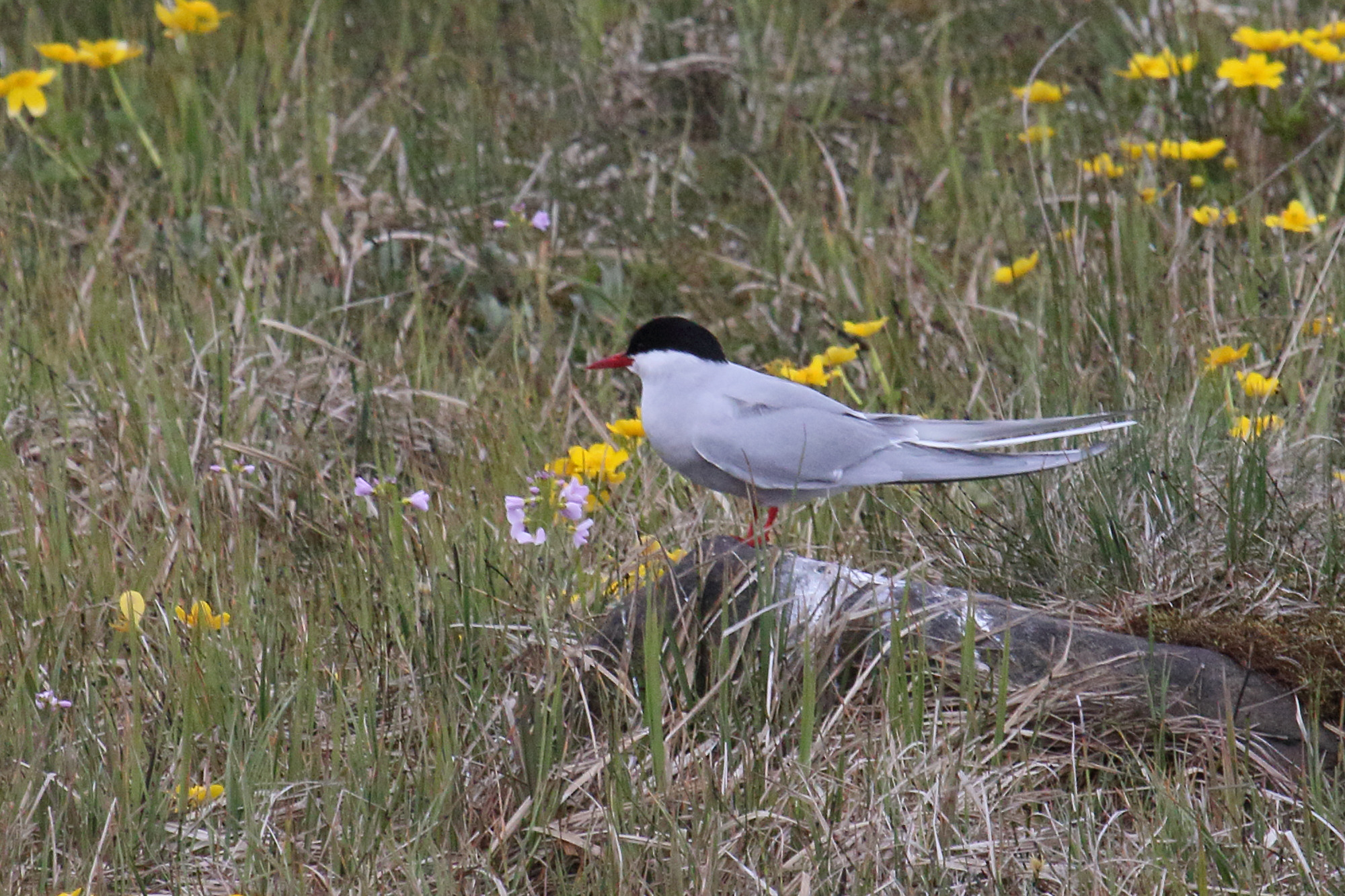 sterne_arctique_-_sterna_paradisea4md