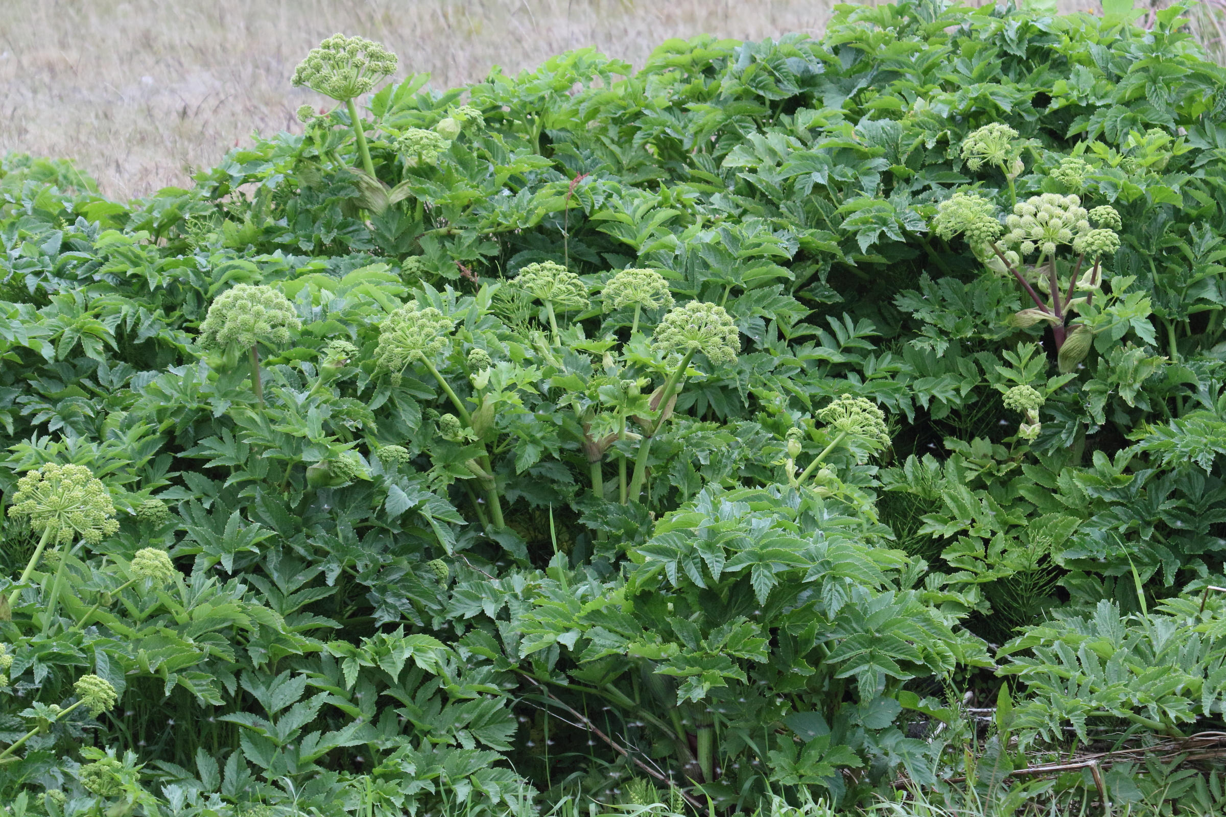 Afficher le média angelica_archangelica1md angelica_archangelica1md