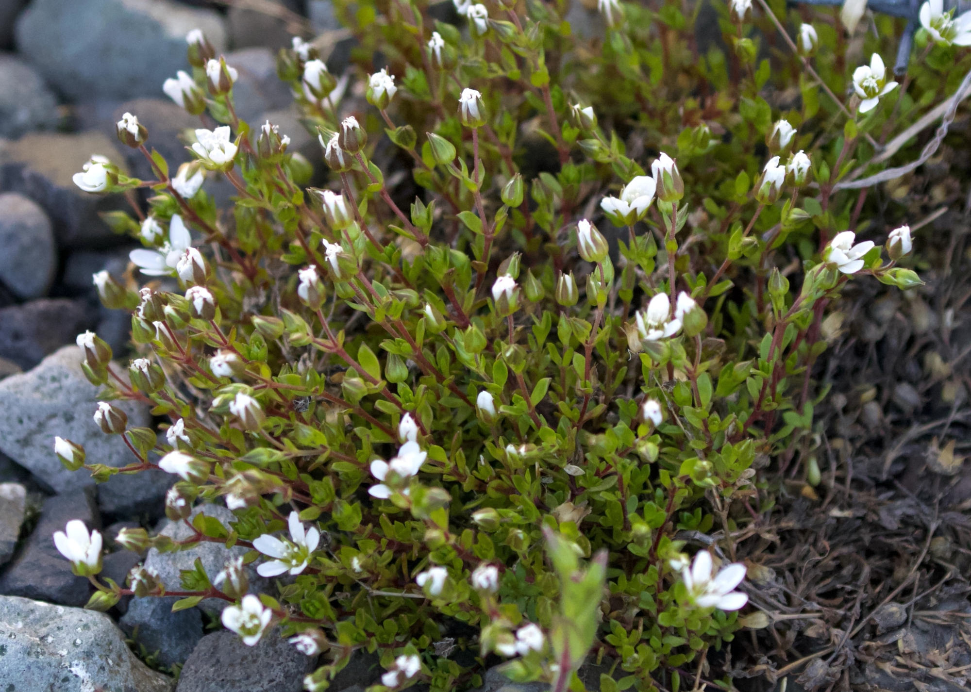 arenaria_norvegica1bd