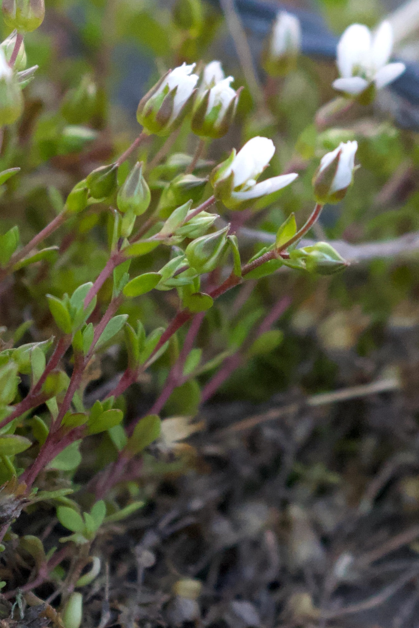 arenaria_norvegica2bd