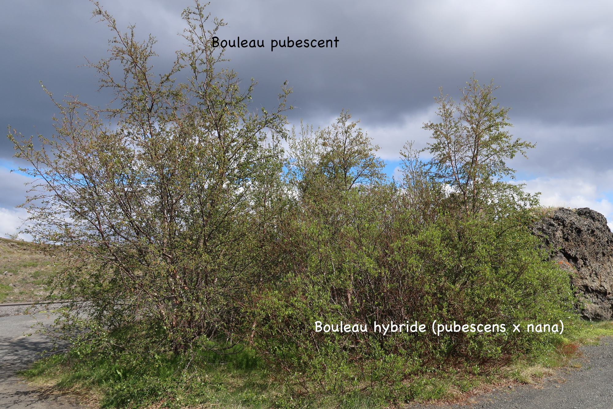 betula_pubescens-intermedia1md