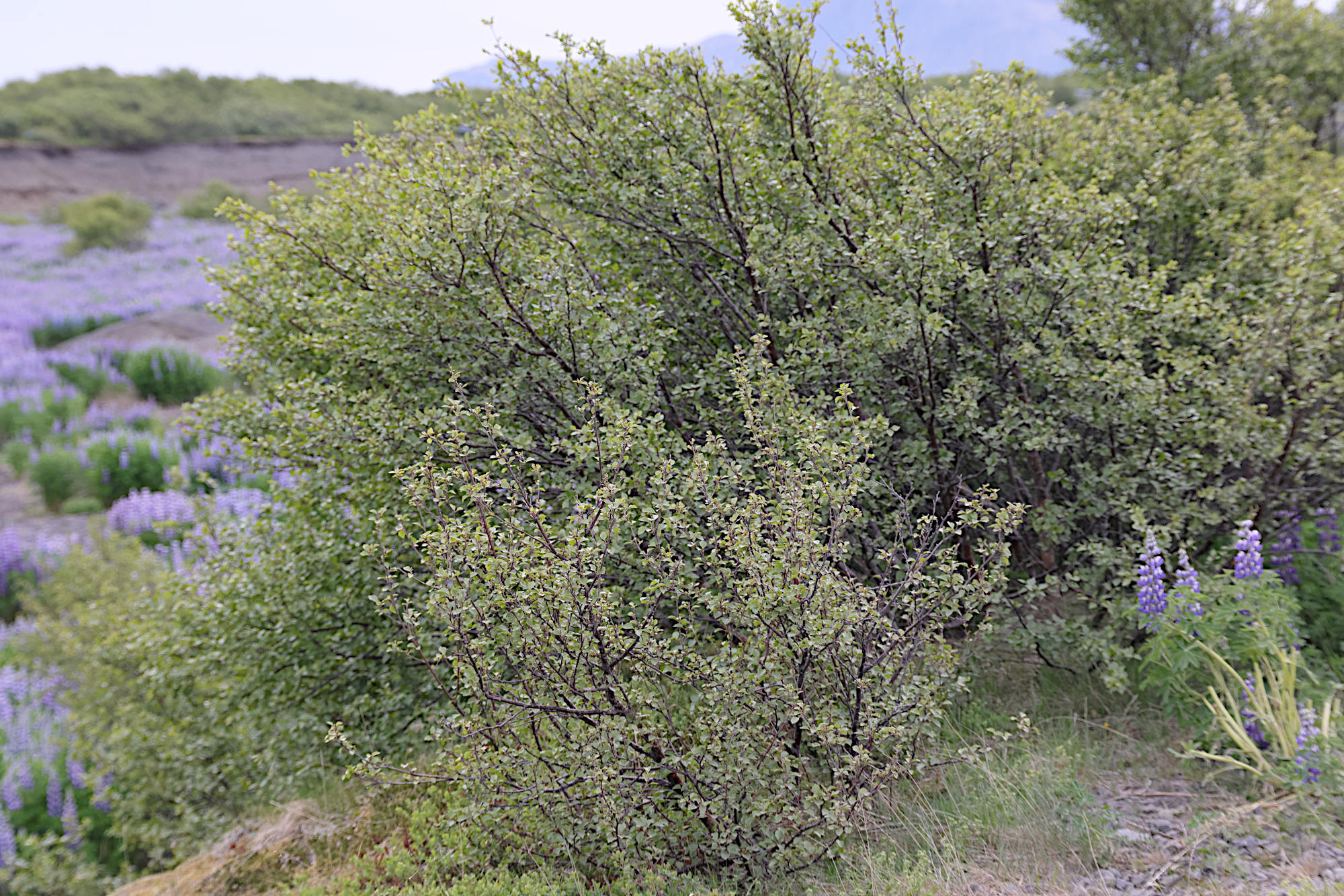 betula_x_intermedia1md