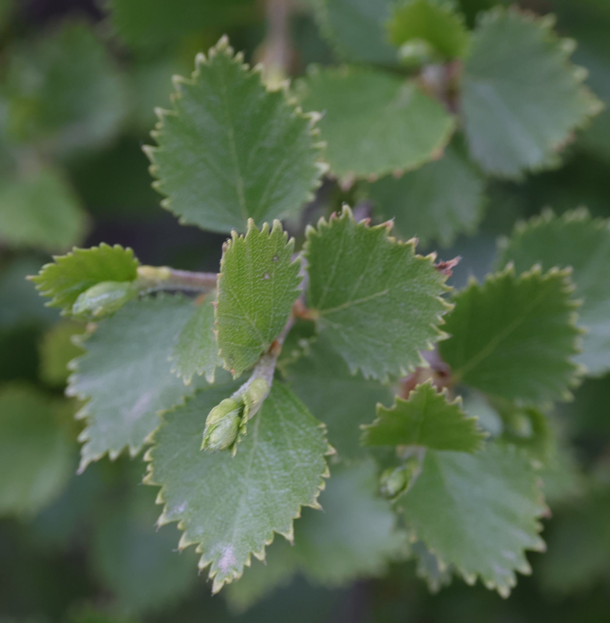 betula_x_intermedia2md