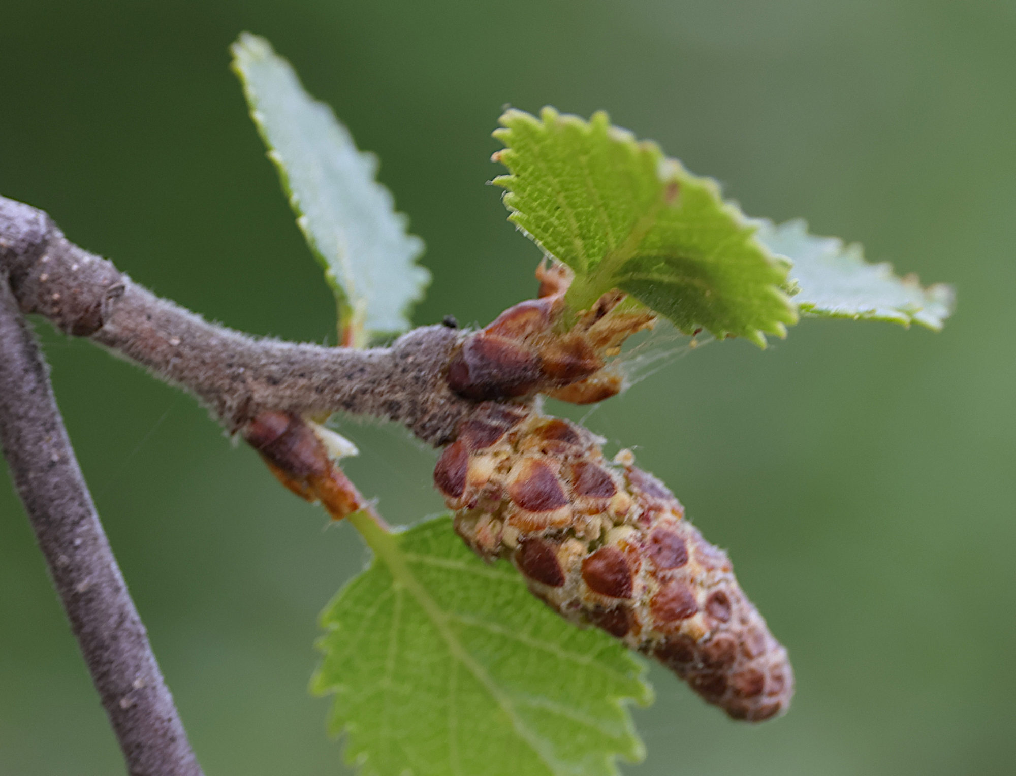 betula_x_intermedia3mdjpg