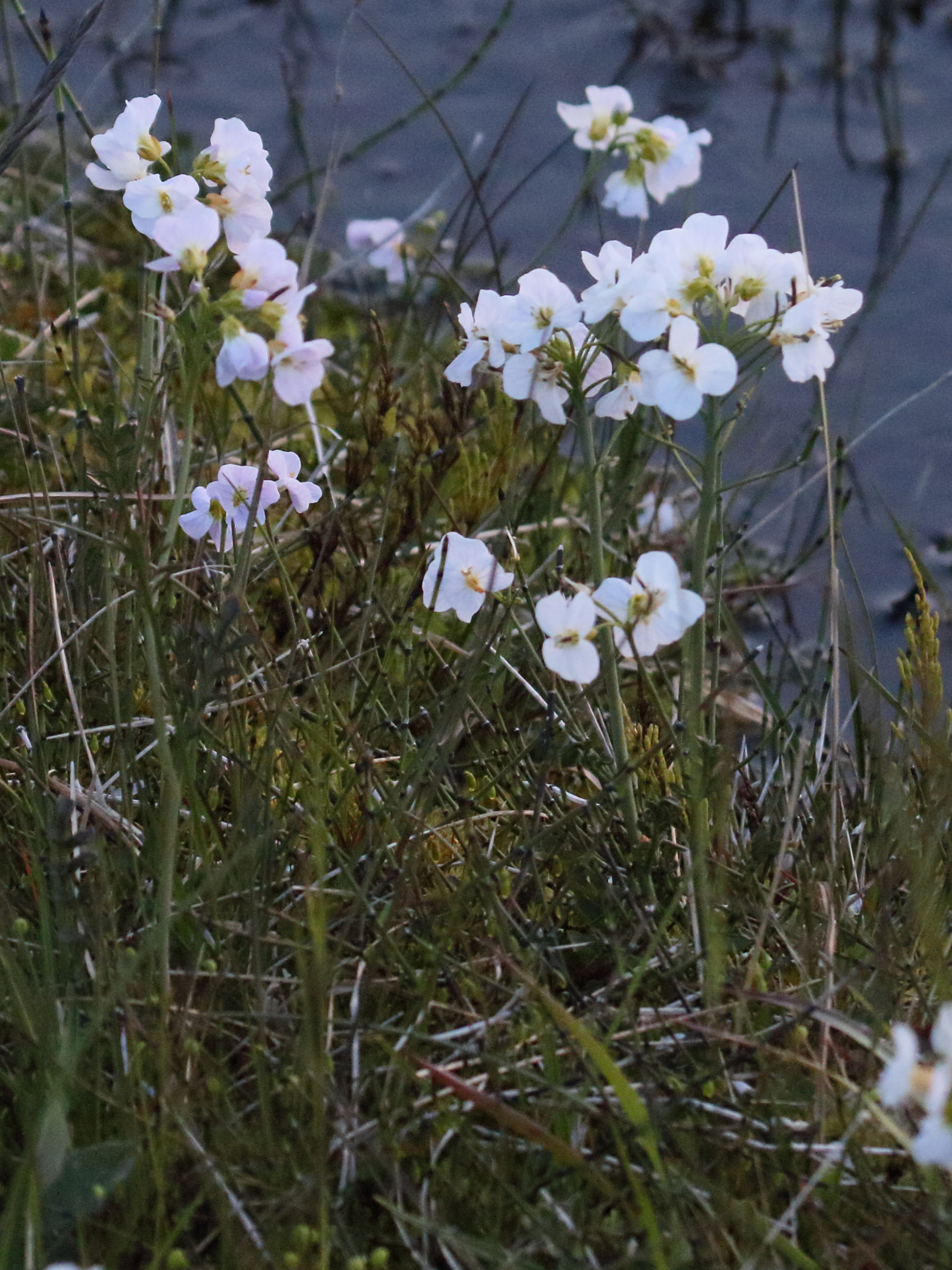 Afficher le média cardamine_nymanii1md cardamine_nymanii1md