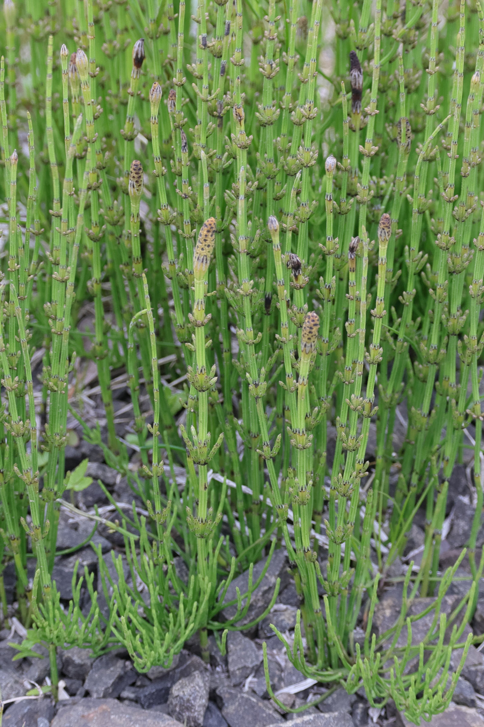 equisetum_palustre9md