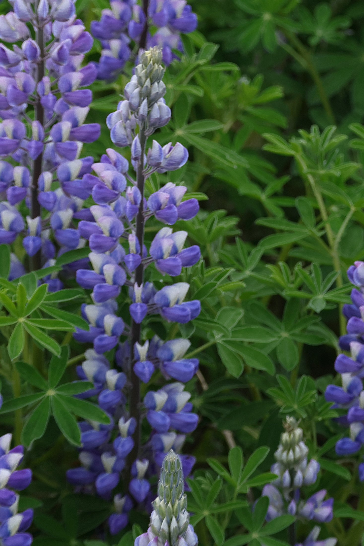 lupinus_nootkatensis1md
