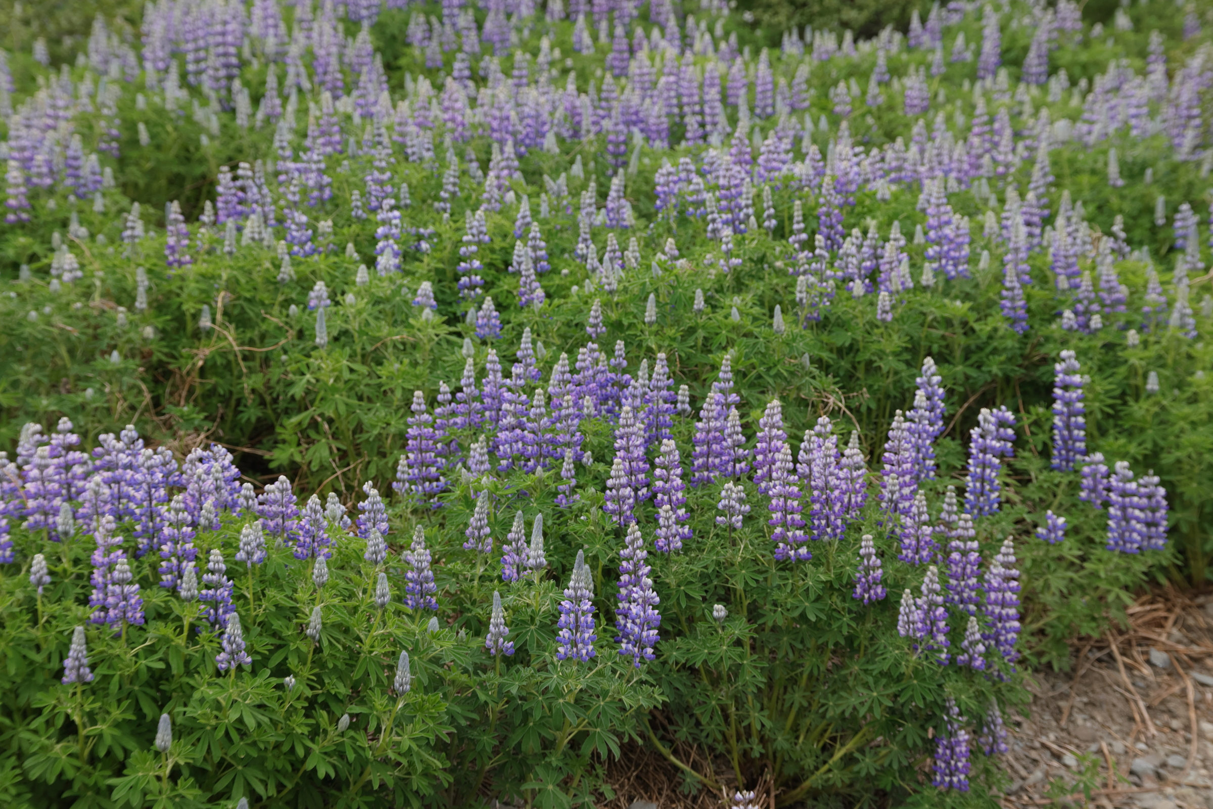 lupinus_nootkatensis3md