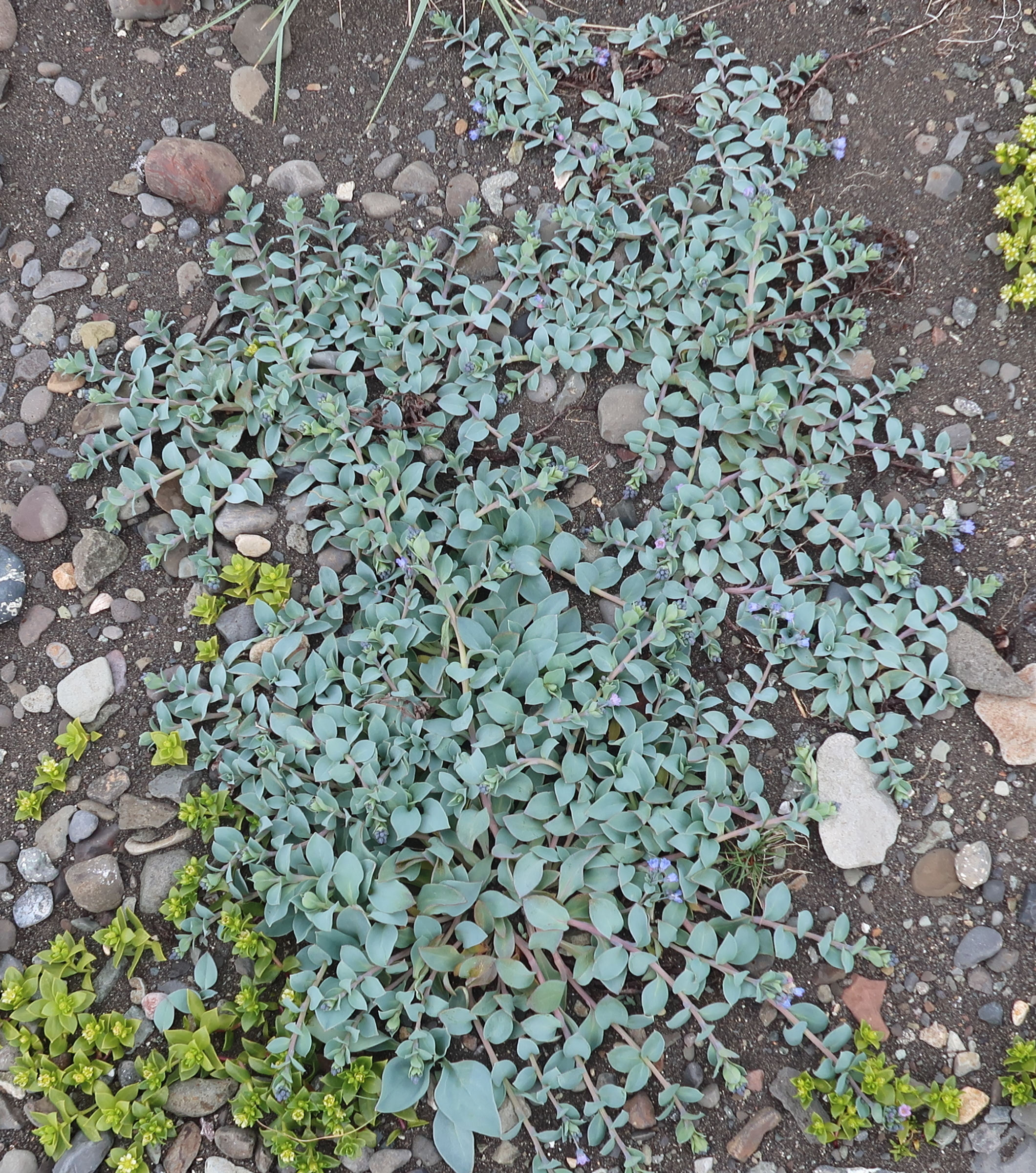 Afficher le média mertensia_maritima1md mertensia_maritima1md