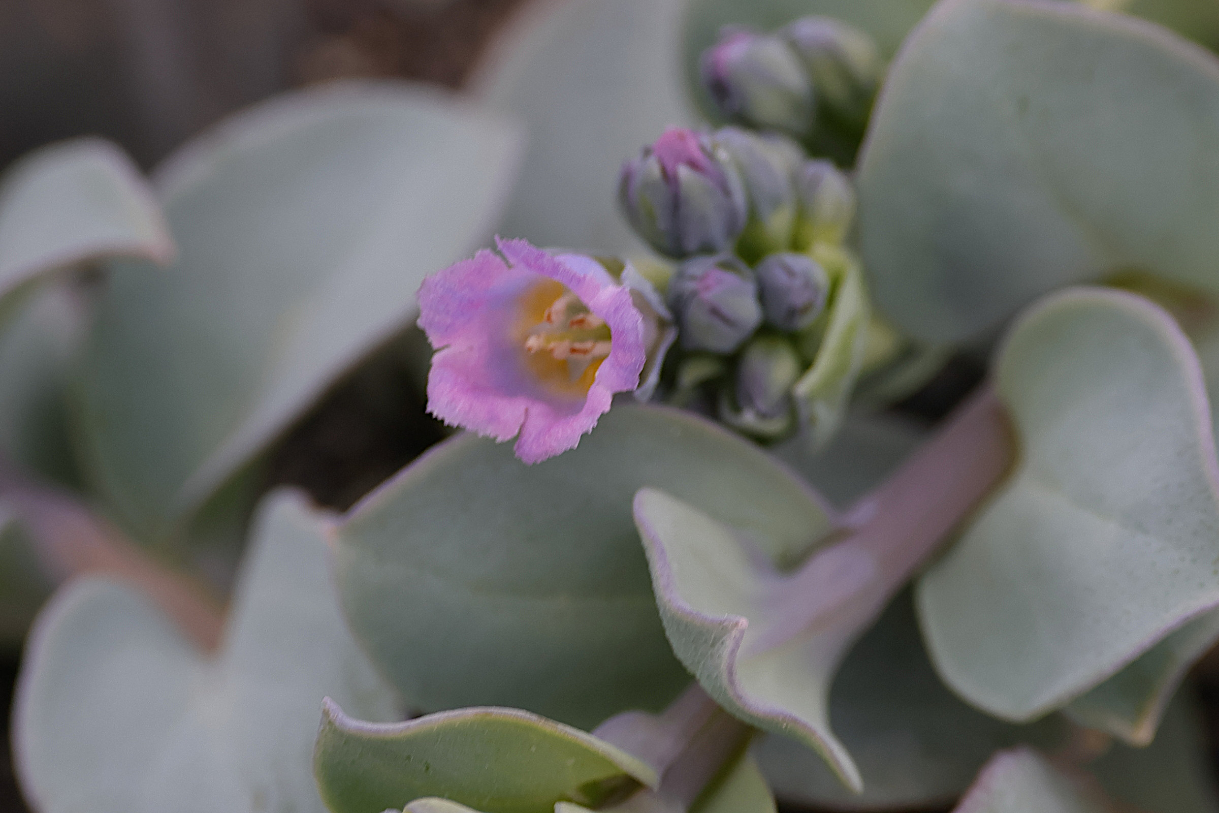 Afficher le média mertensia_maritima3md mertensia_maritima3md