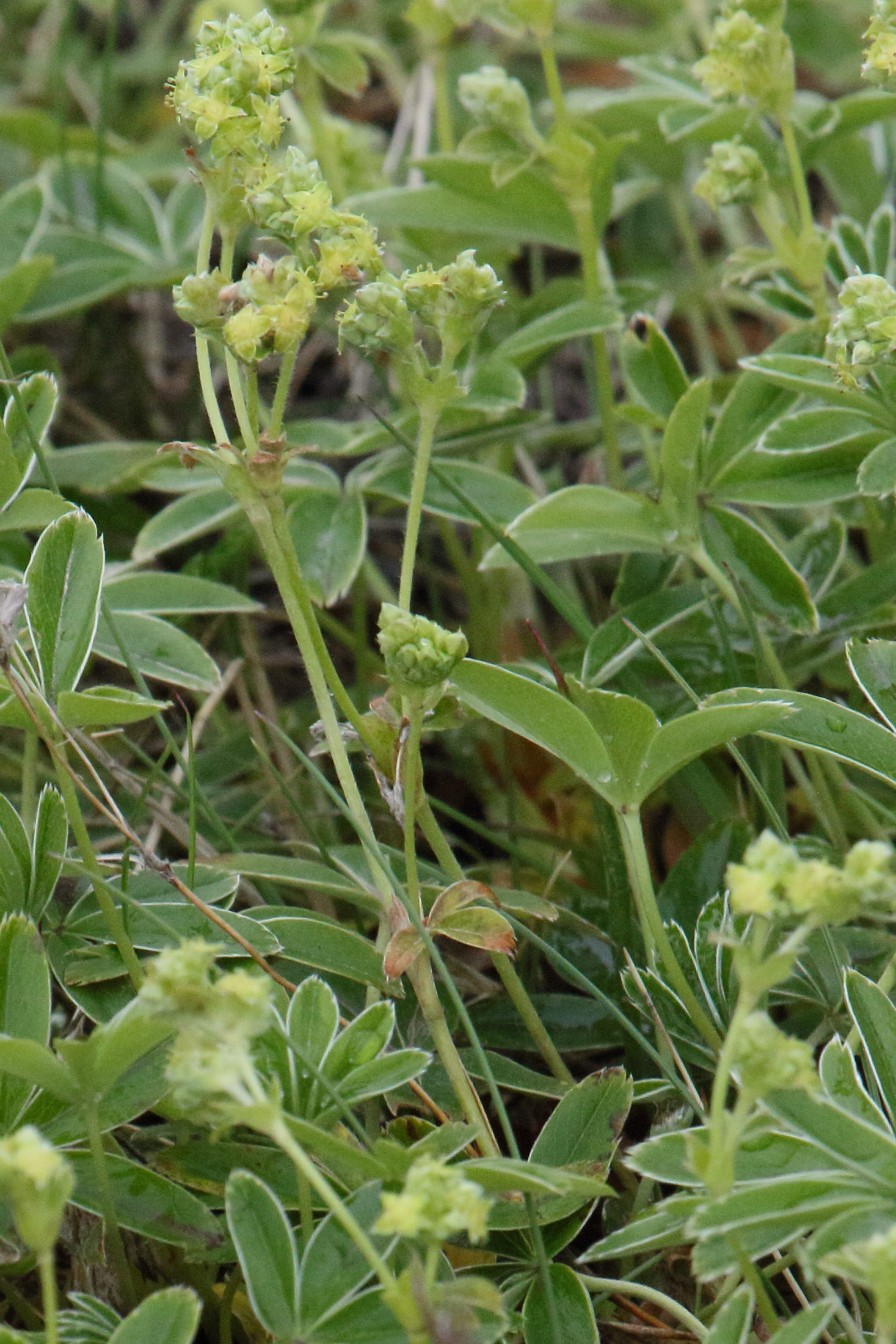 alchemilla_alpina4md