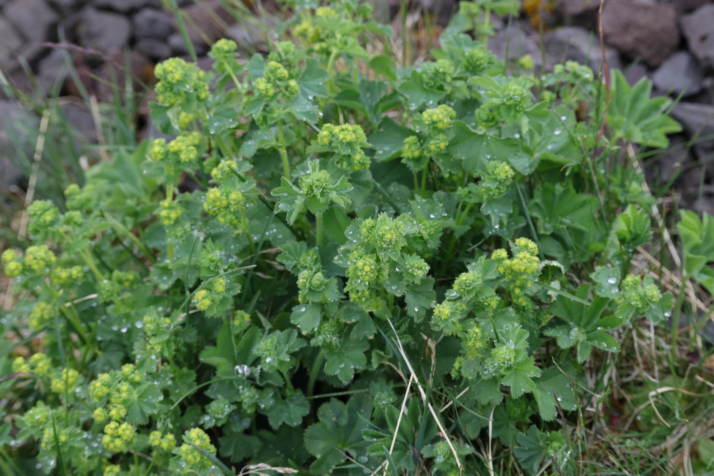 Afficher le média alchemilla_subcrenata1md alchemilla_subcrenata1md