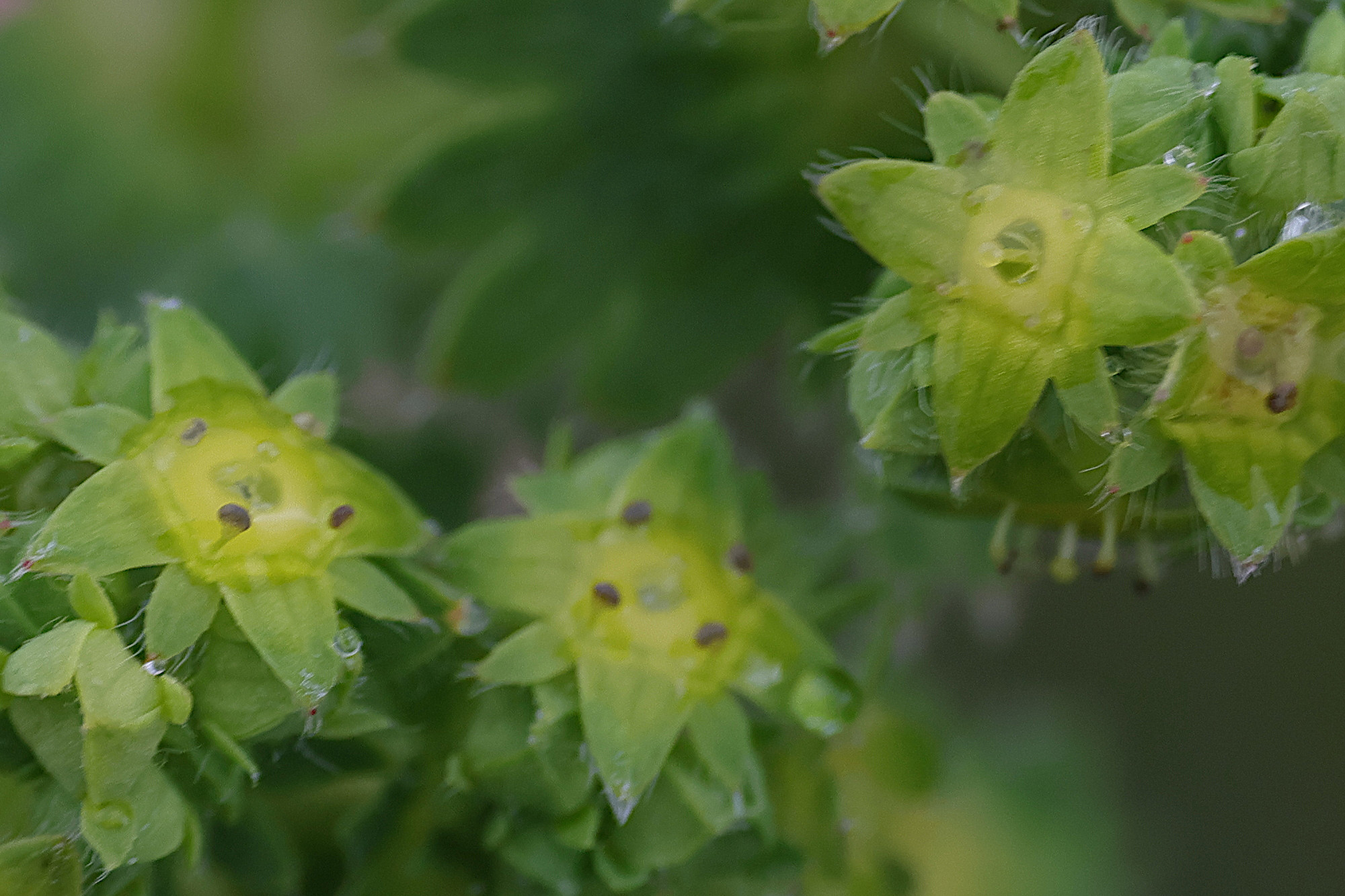 Afficher le média alchemilla_subcrenata2md alchemilla_subcrenata2md