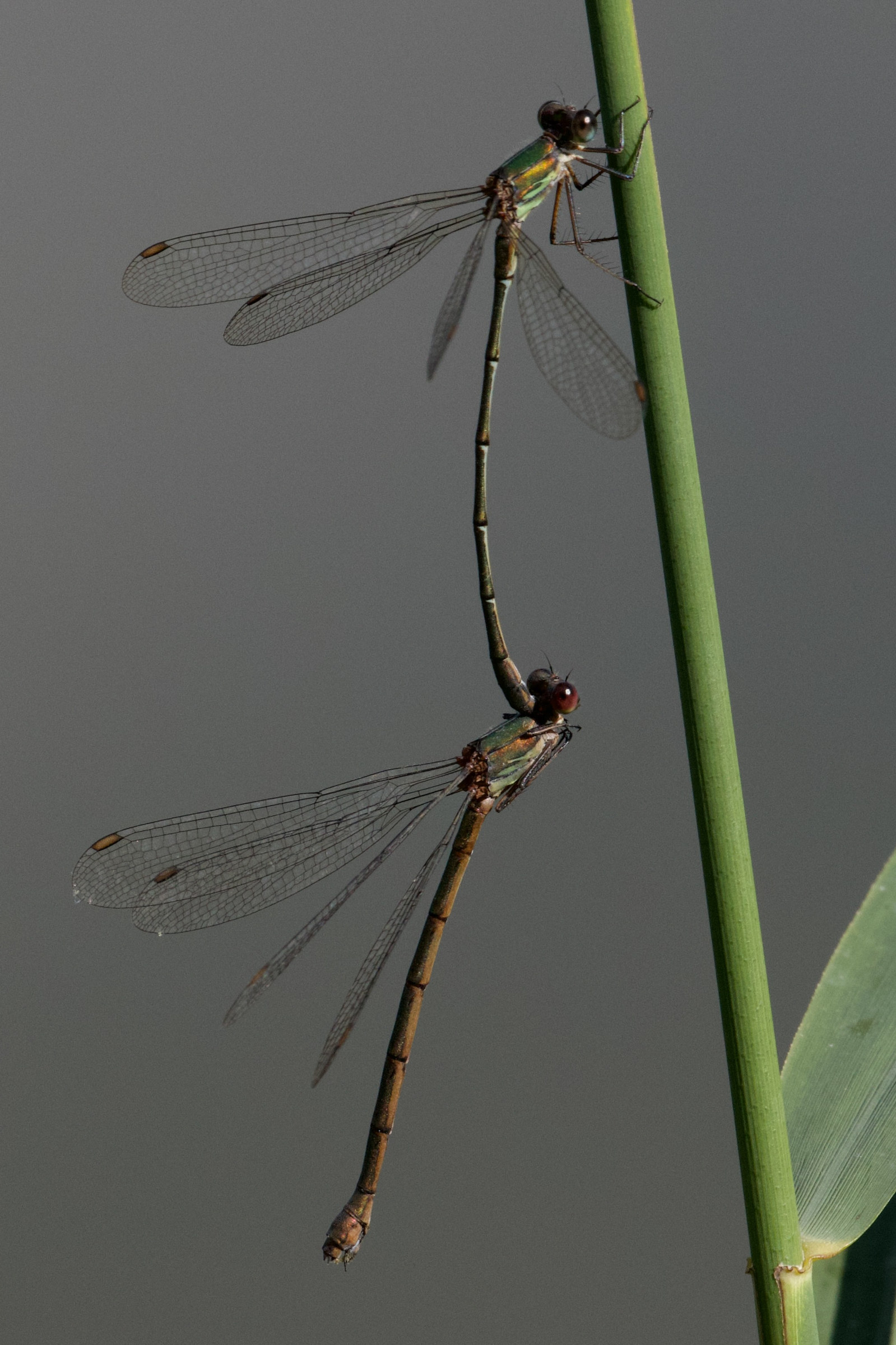 chalcolestes_viridis6bd