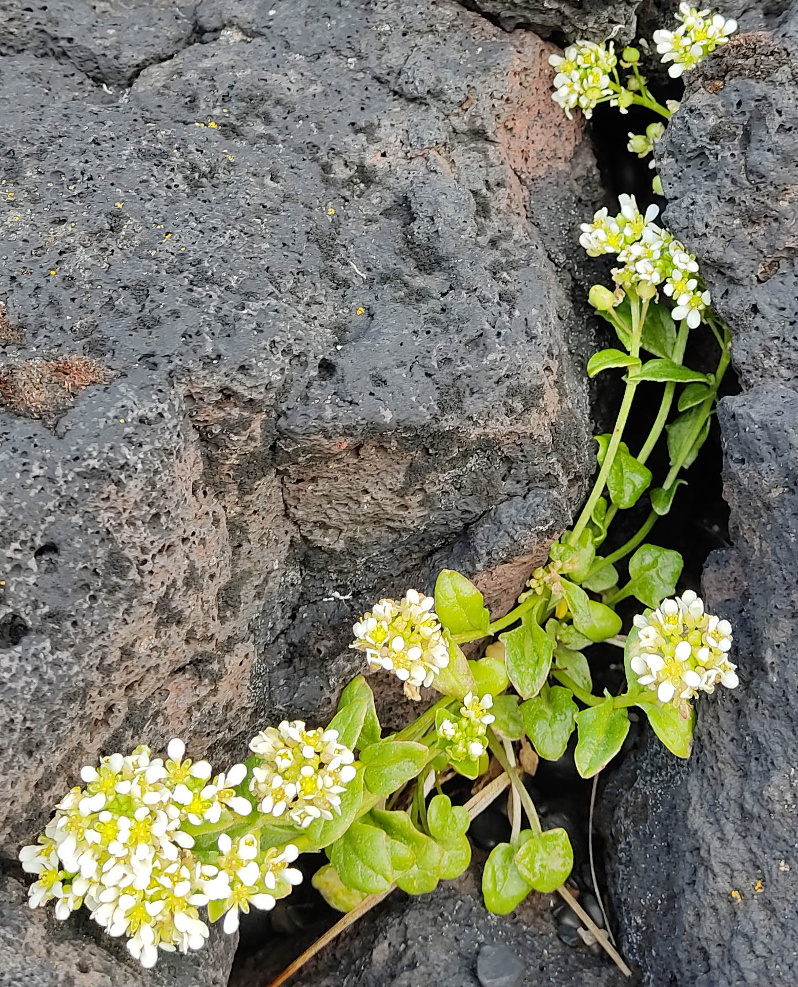 Afficher le média cochlearia_groelandica1bd cochlearia_groelandica1bd