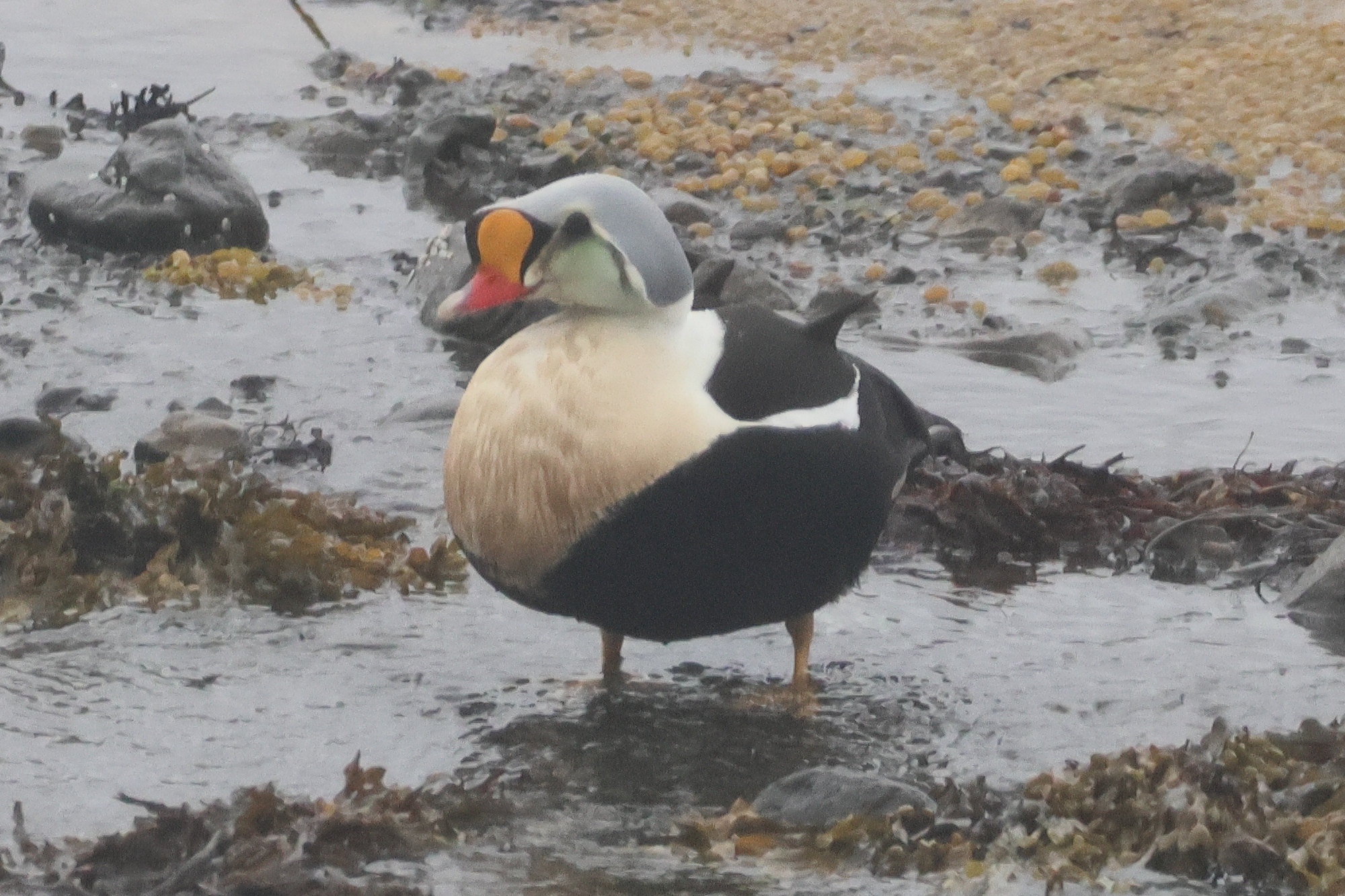 eider_a_tete_grise_-_somateria_spectabilis5bd