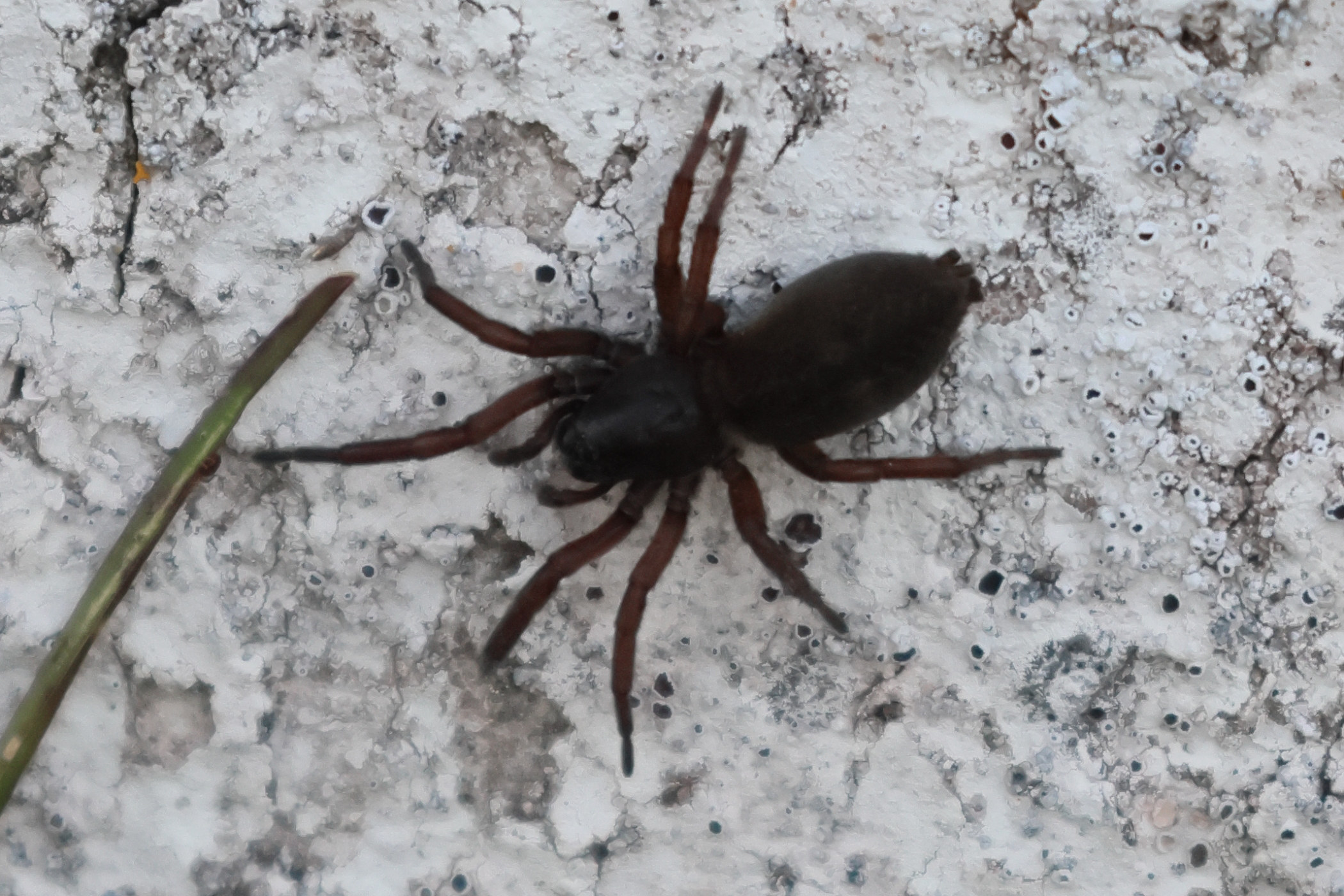 gnaphosa_lapponum1bd