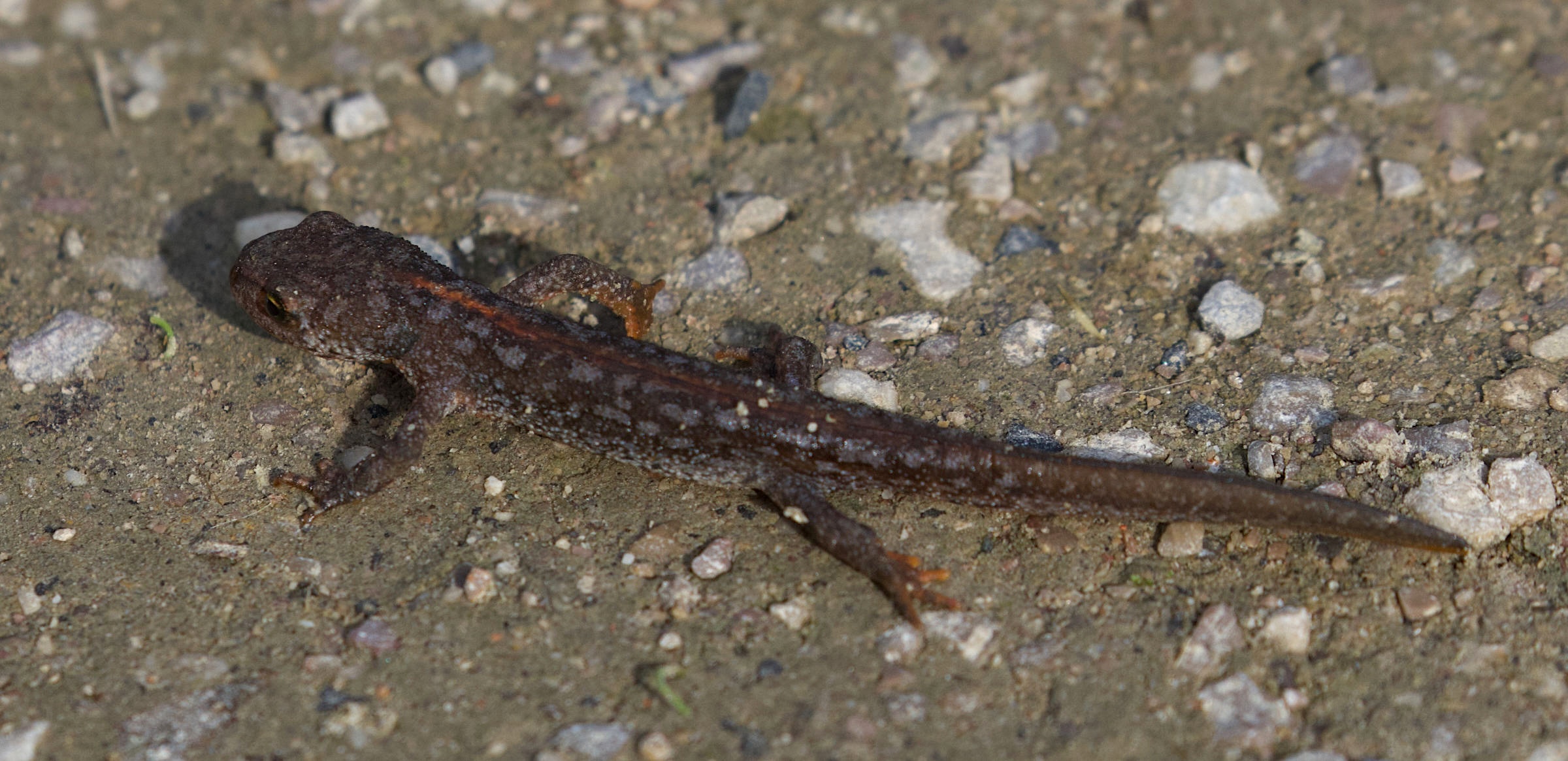 ichthyosaura_alpestris5bd