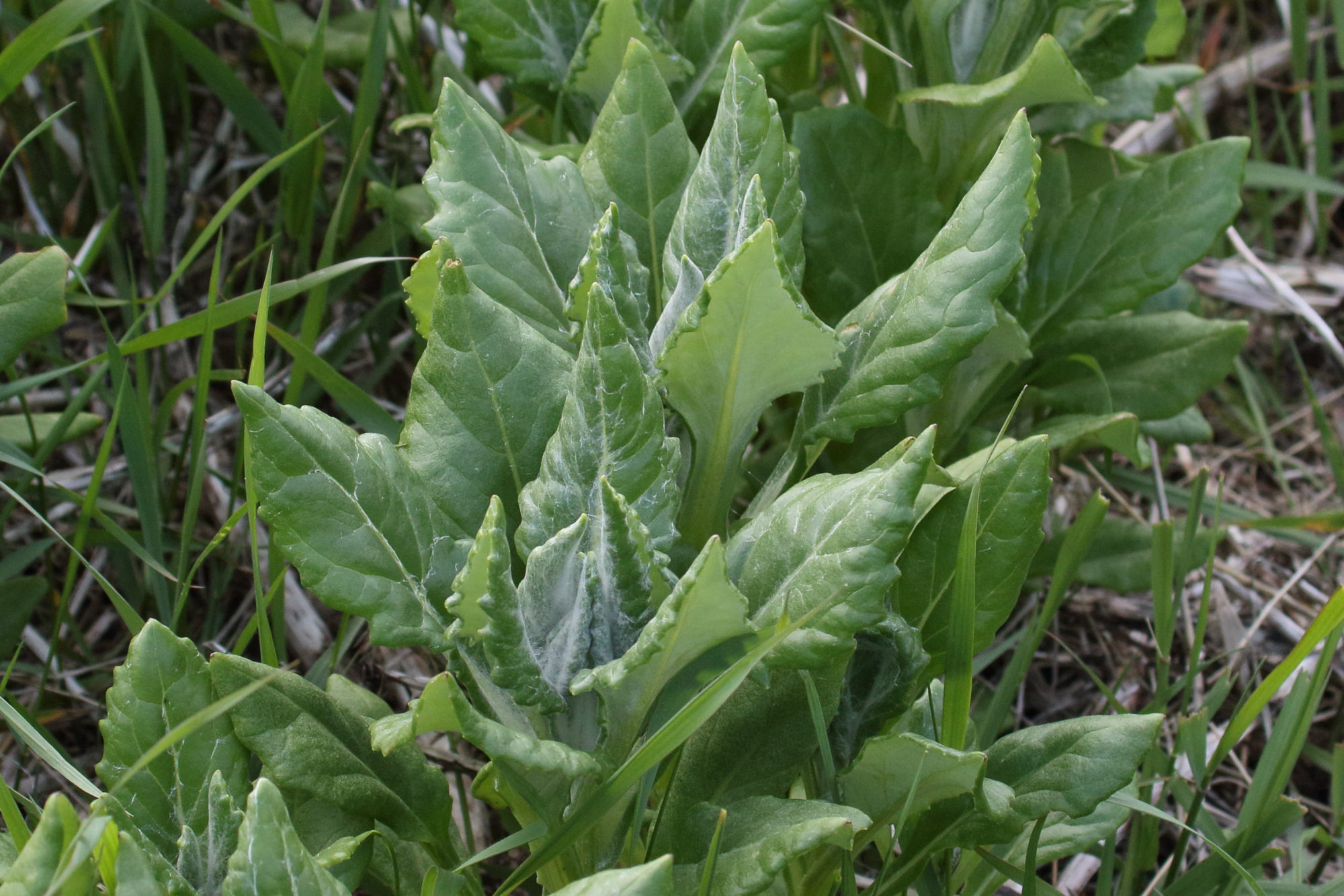 Afficher le média jacobaea_pseudoarnica1md jacobaea_pseudoarnica1md