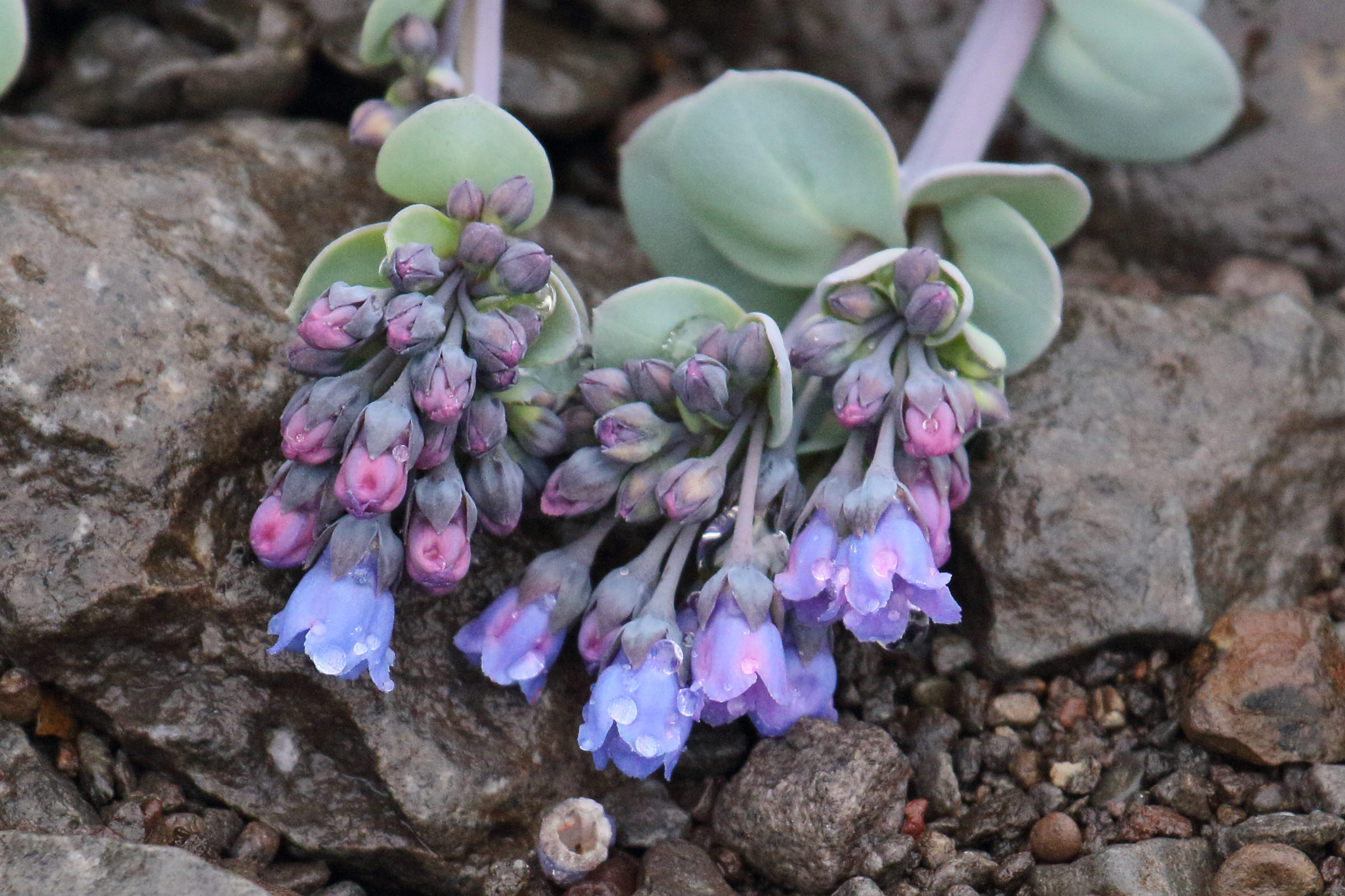 Afficher le média mertensia_maritima4md mertensia_maritima4md