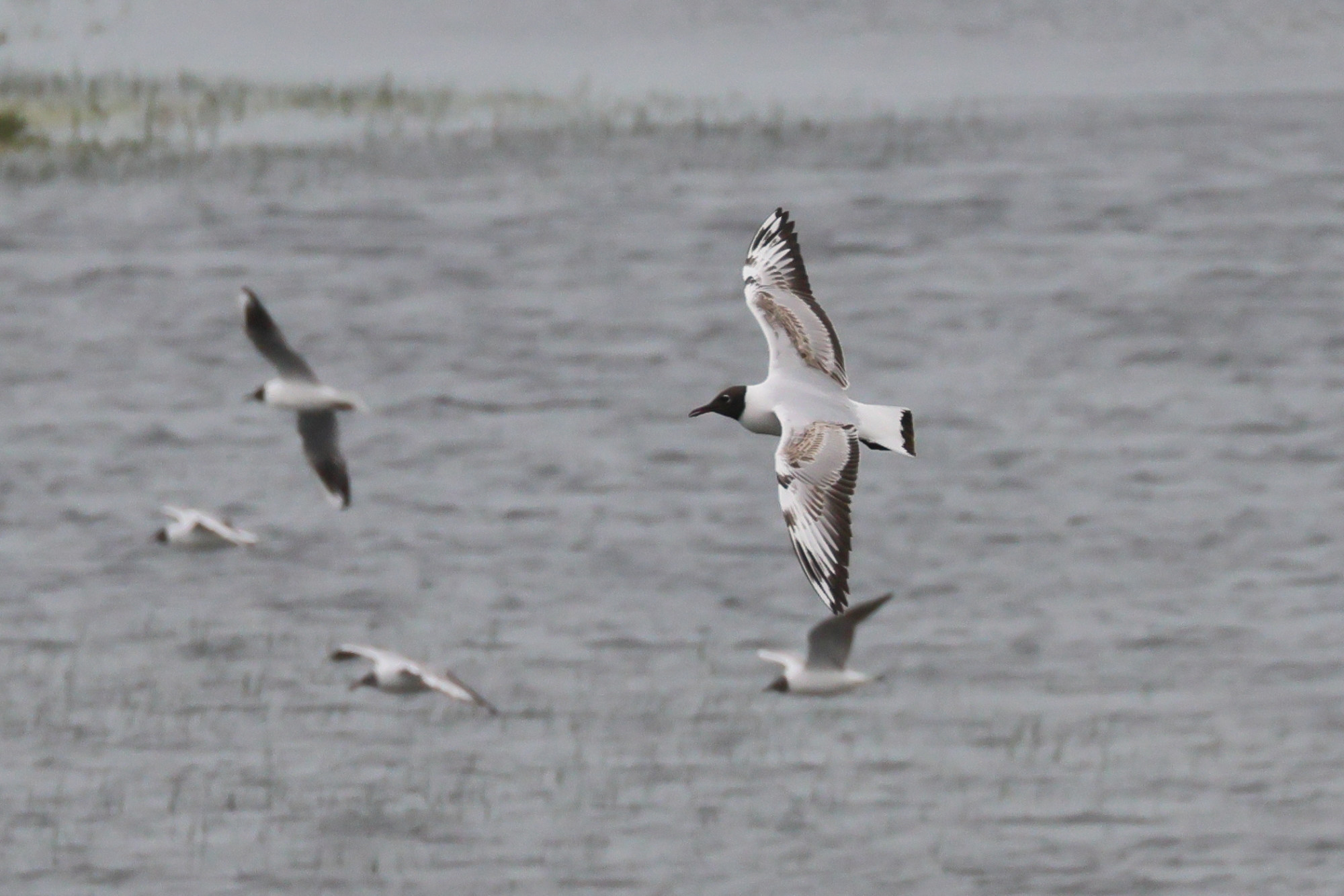 Afficher le média mouette_rieuse_-_chroicocephalus_ridibundus22 mouette_rieuse_-_chroicocephalus_ridibundus22