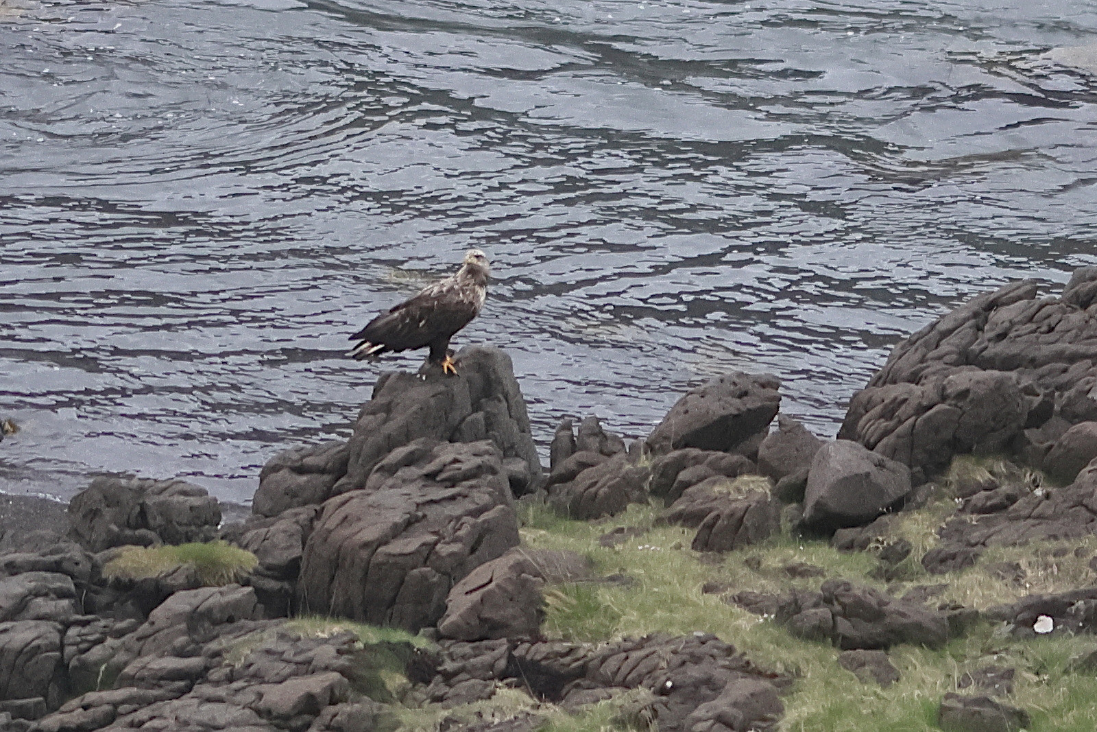 Afficher le média pygargue_a_queue_blanche_-_haliaetus_albicilla2bdjpg pygargue_a_queue_blanche_-_haliaetus_albicilla2bdjpg