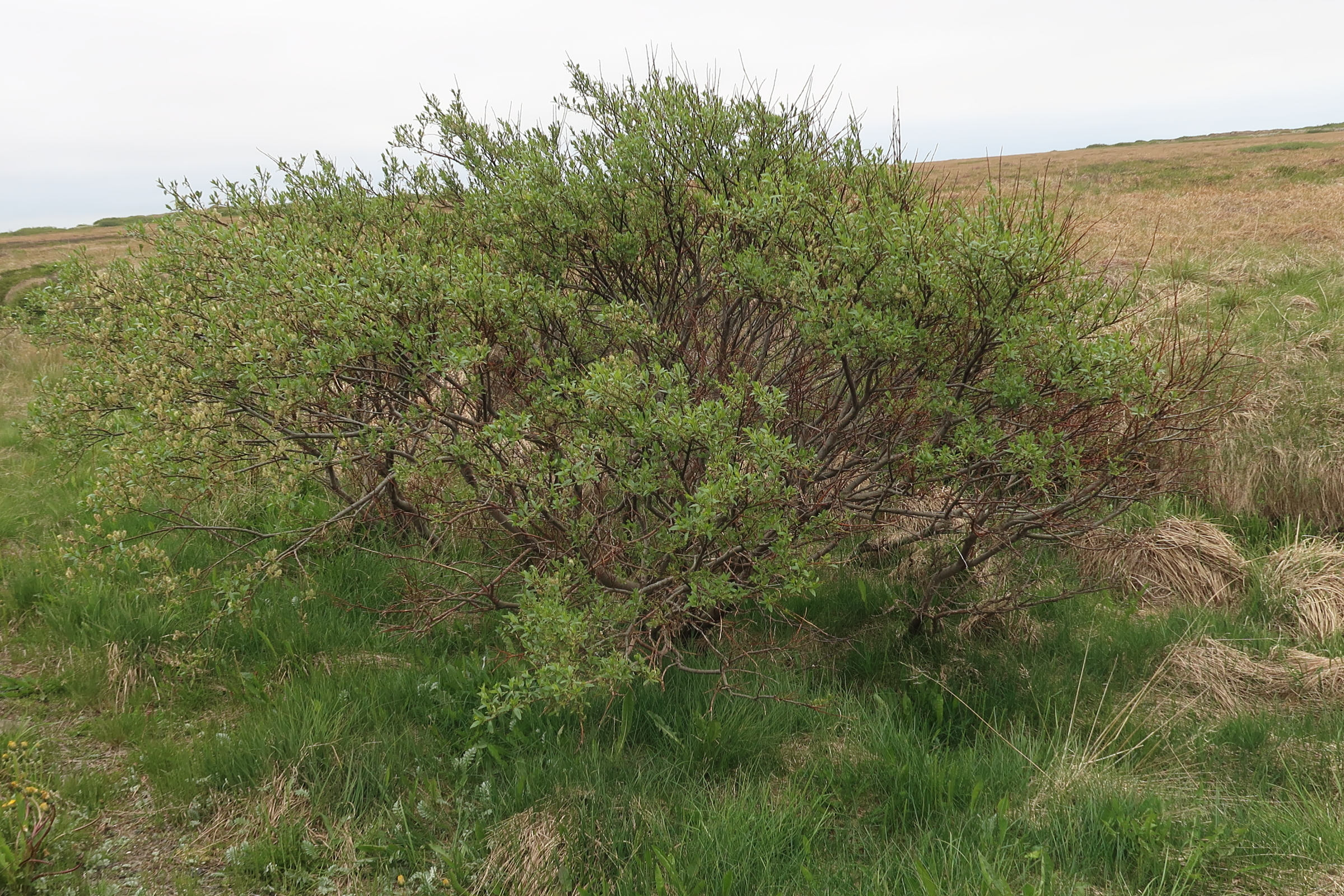 salix_phylicifolia1md