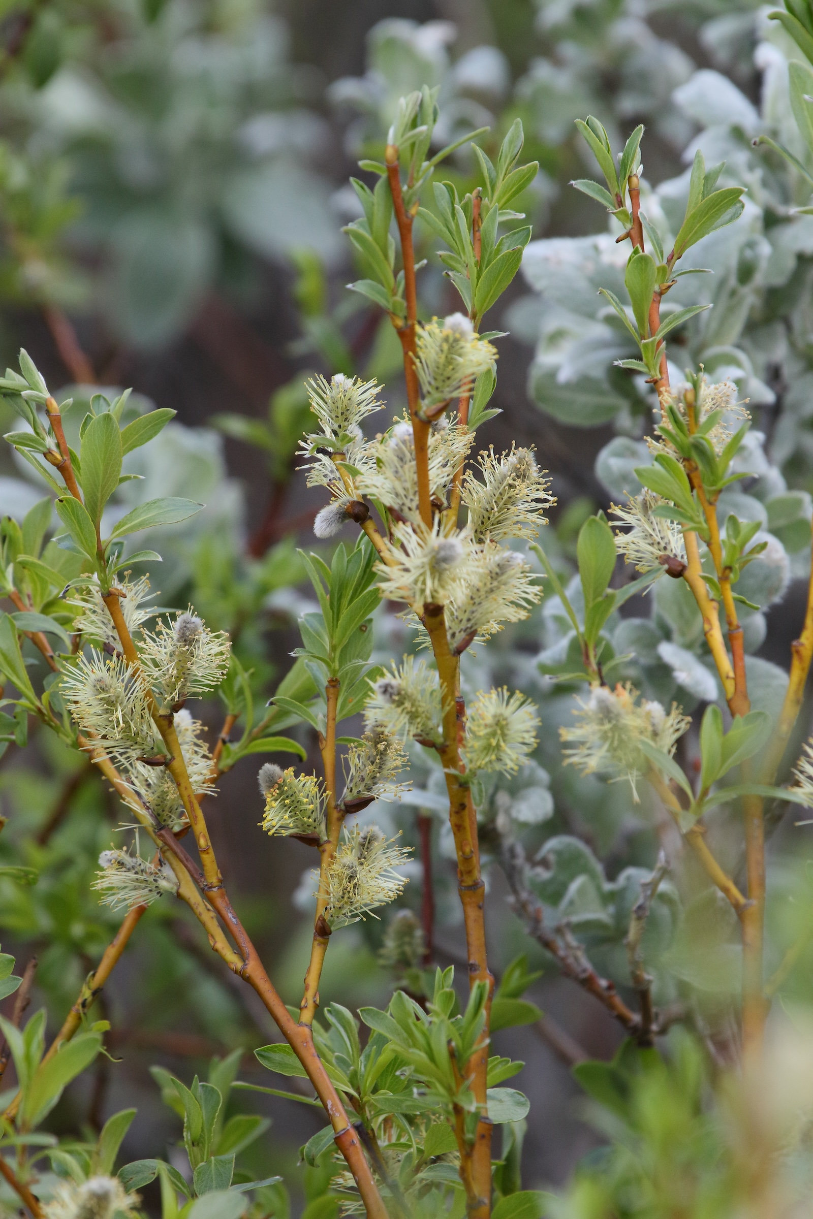 salix_phylicifolia2md