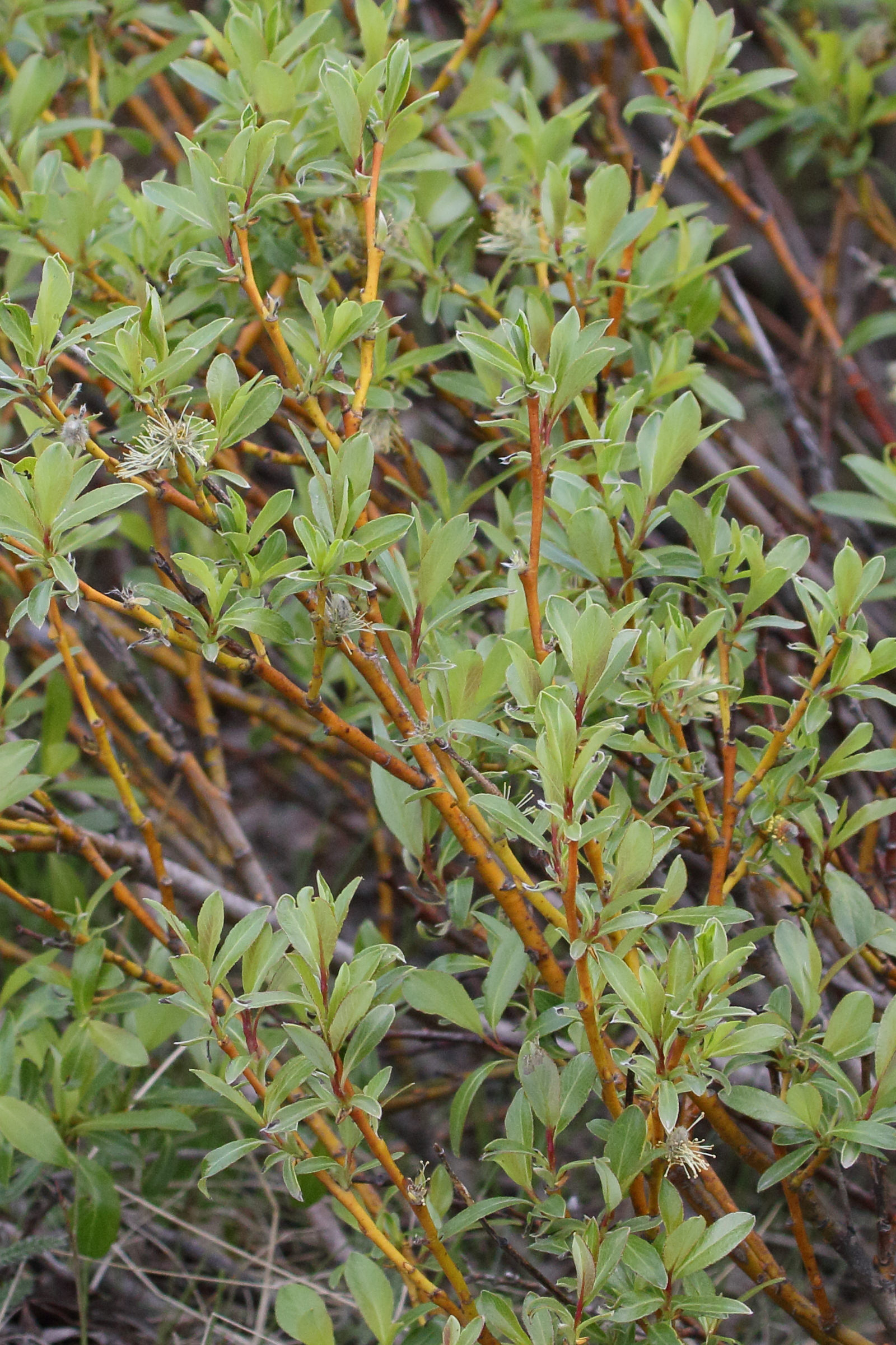 salix_phylicifolia3md
