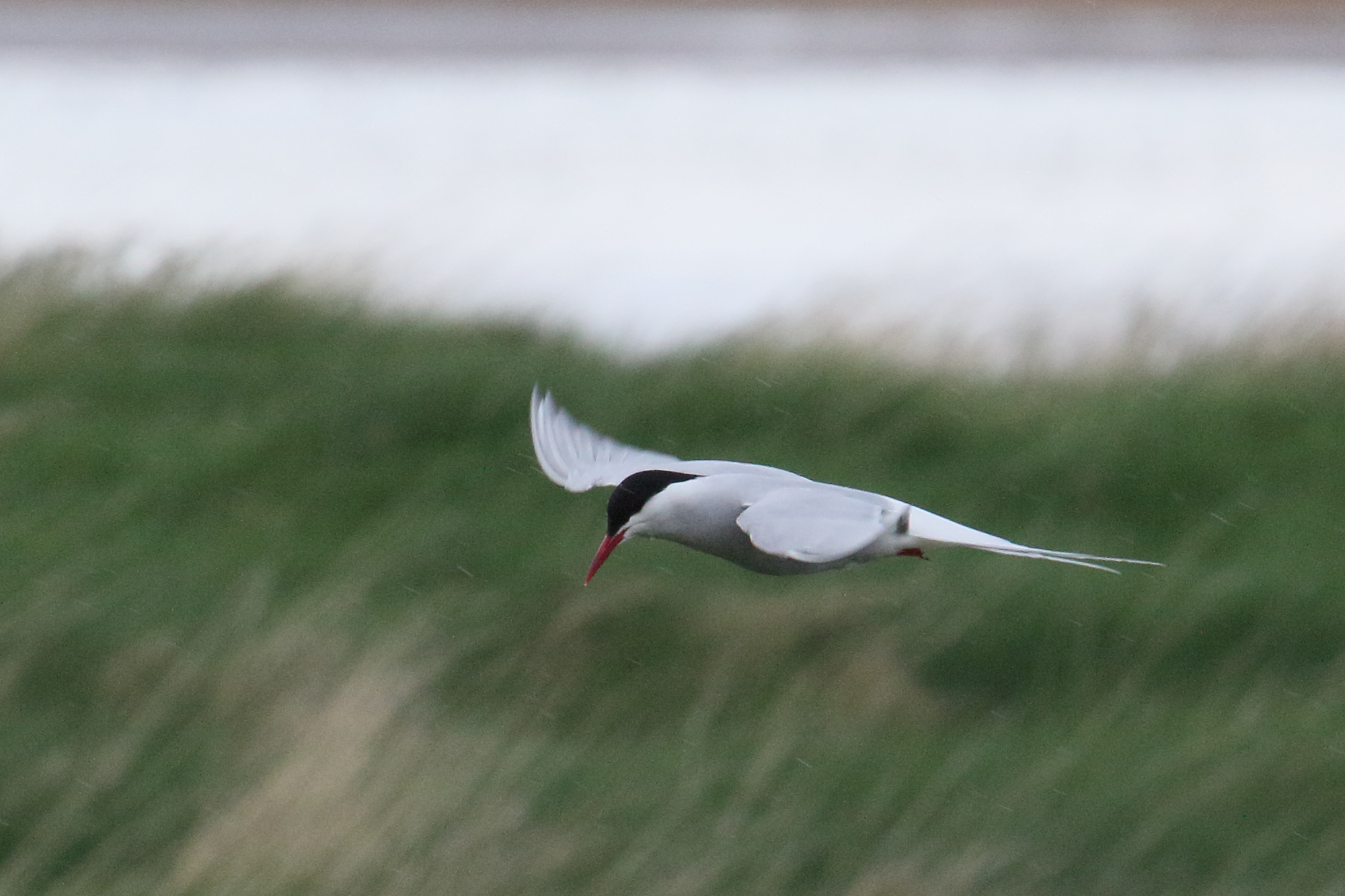 sterne_arctique_-_sterna_paradisaea5md