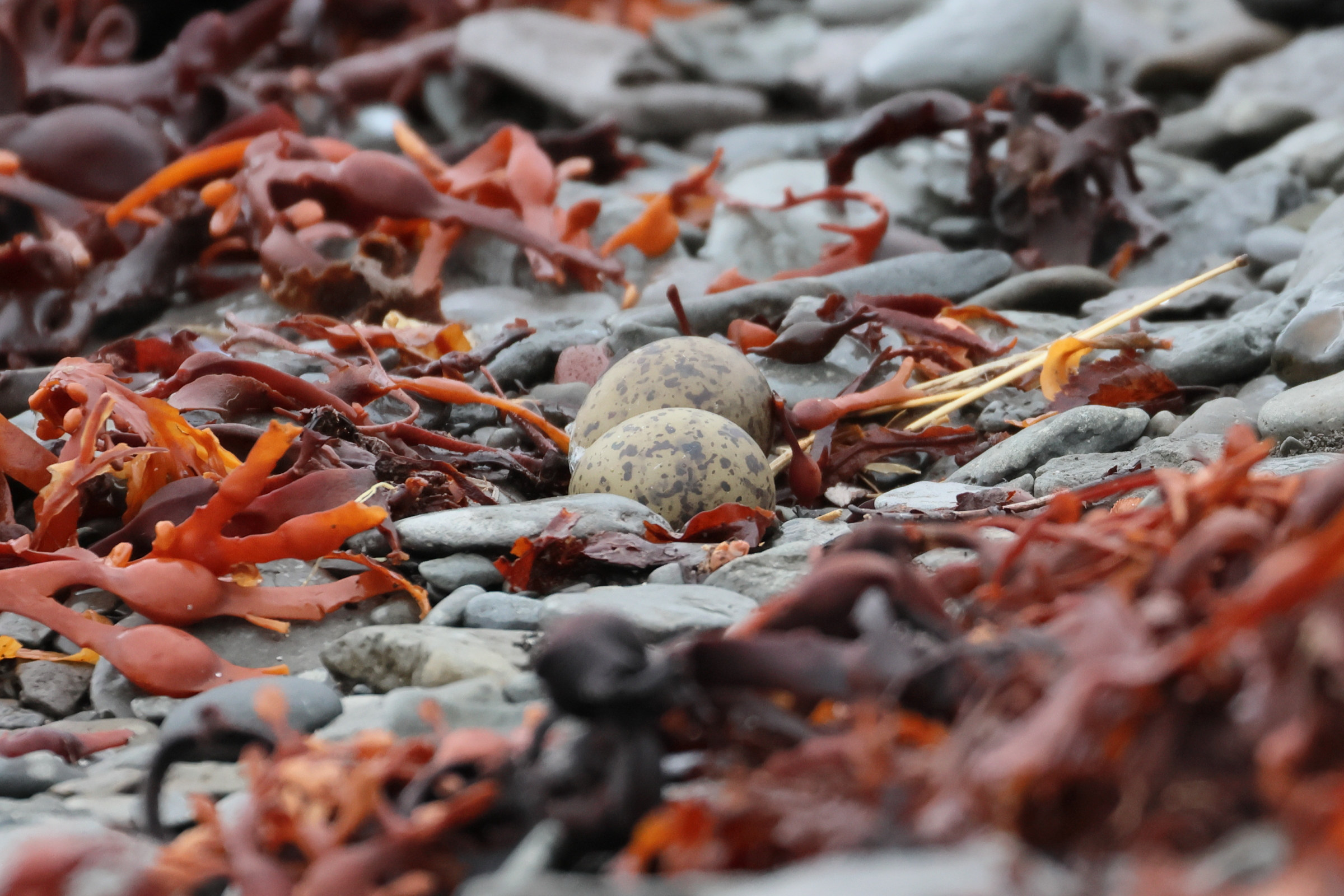 sterne_arctique_-_sterna_paradisea-nid1bd